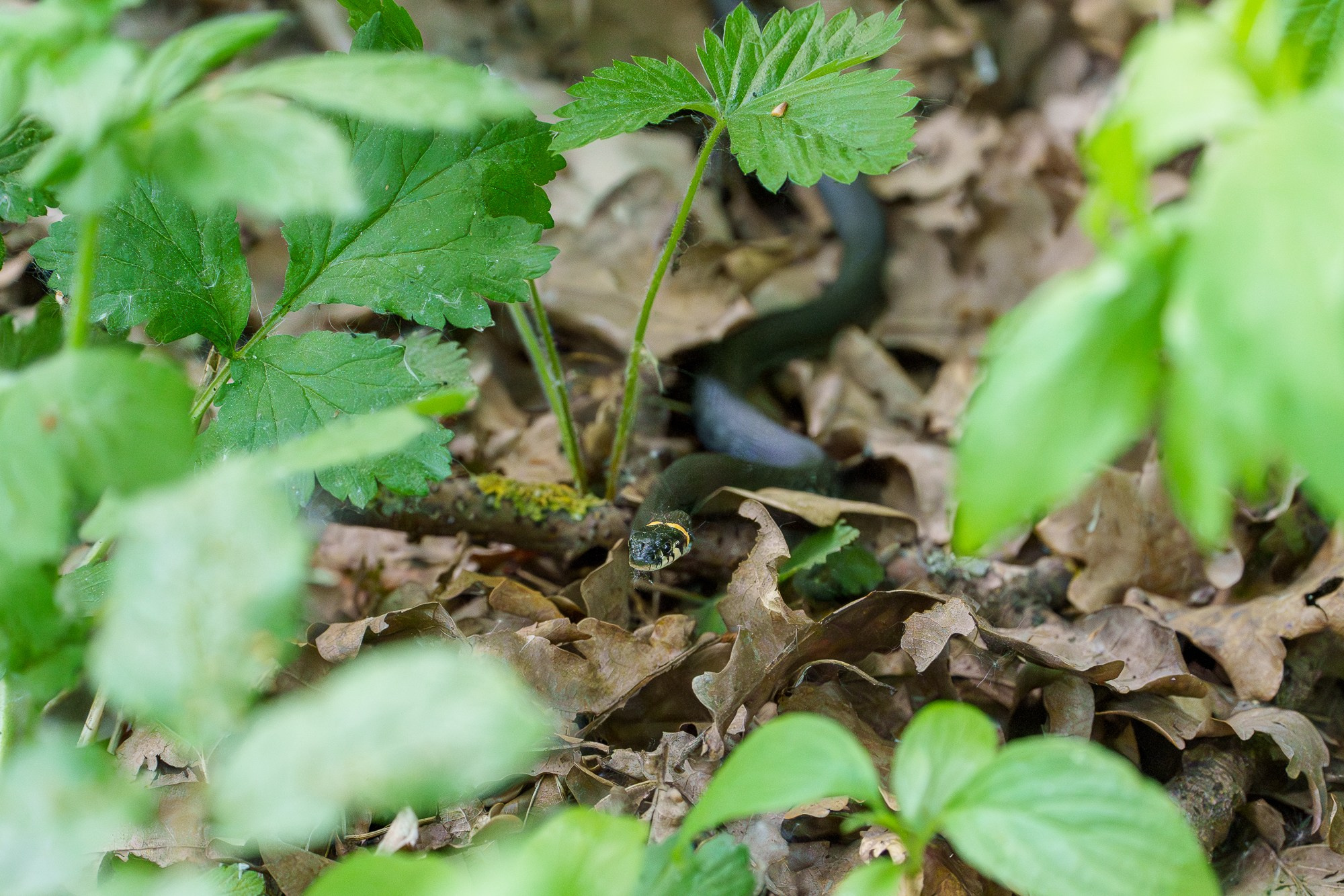 Животные. Ваш личный фотограф Марина Волкова