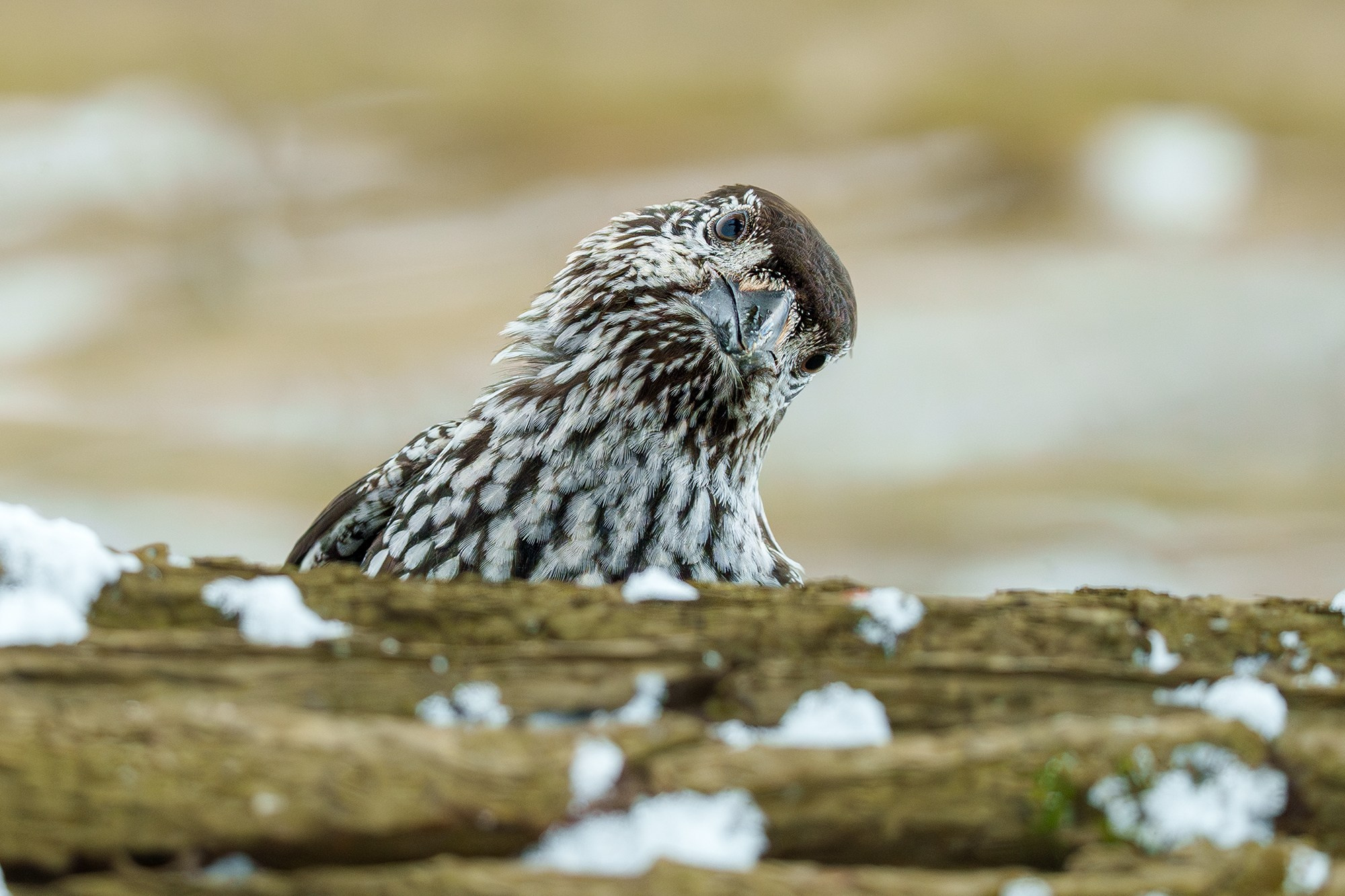 Удивительные мир птиц. Вокруг нас столько прекрасного — присмотритесь!. Ваш личный фотограф Марина Волкова