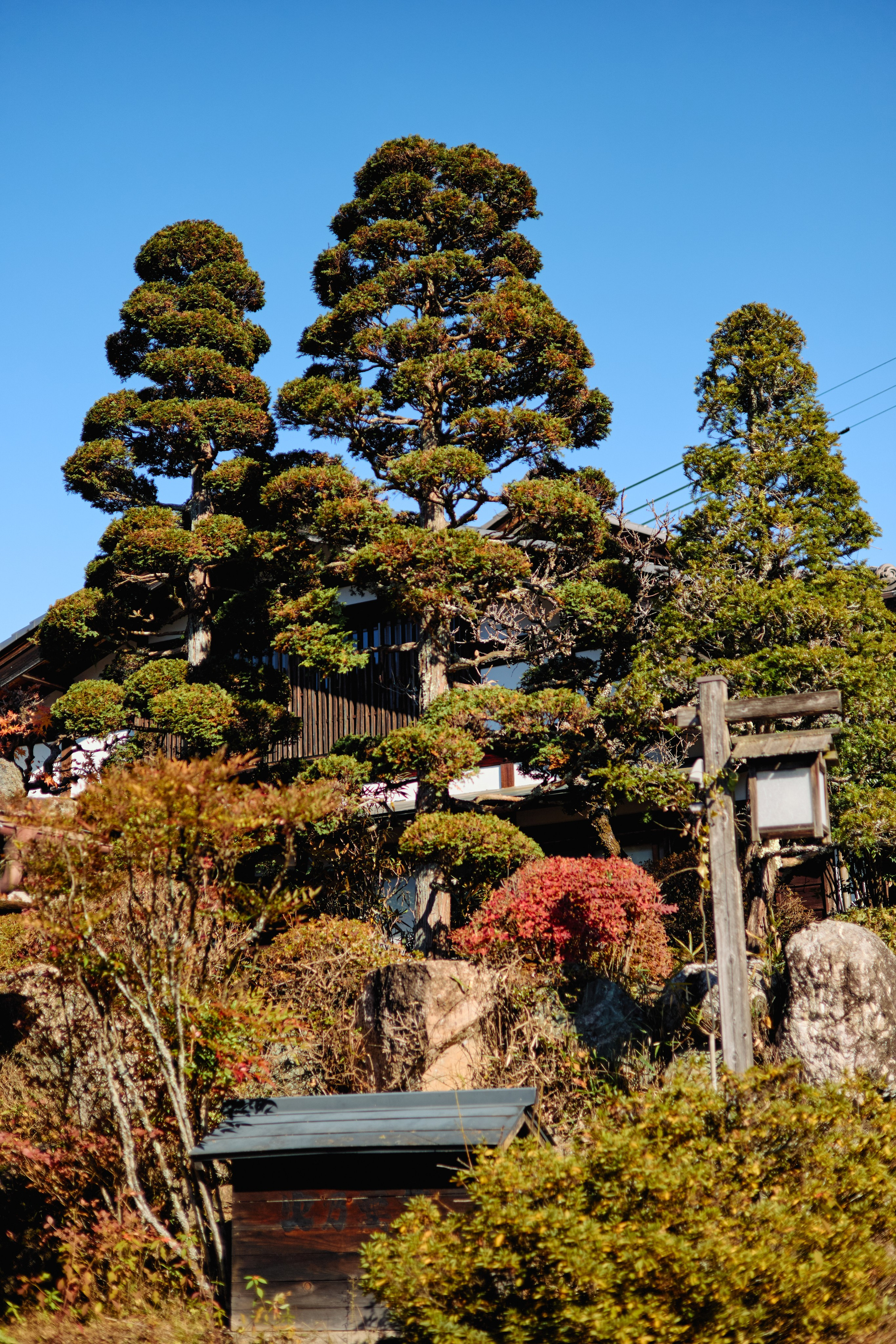 Япония. Профессиональный Фотограф во Владимире, в Москве и в Суздале — Полина Романычева