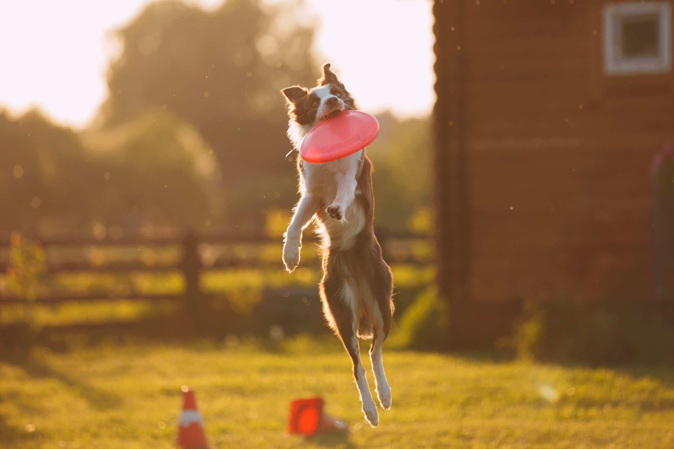 Кинологический лагерь в Горыныче. Фотограф анималист Кристина Карпова, Москва