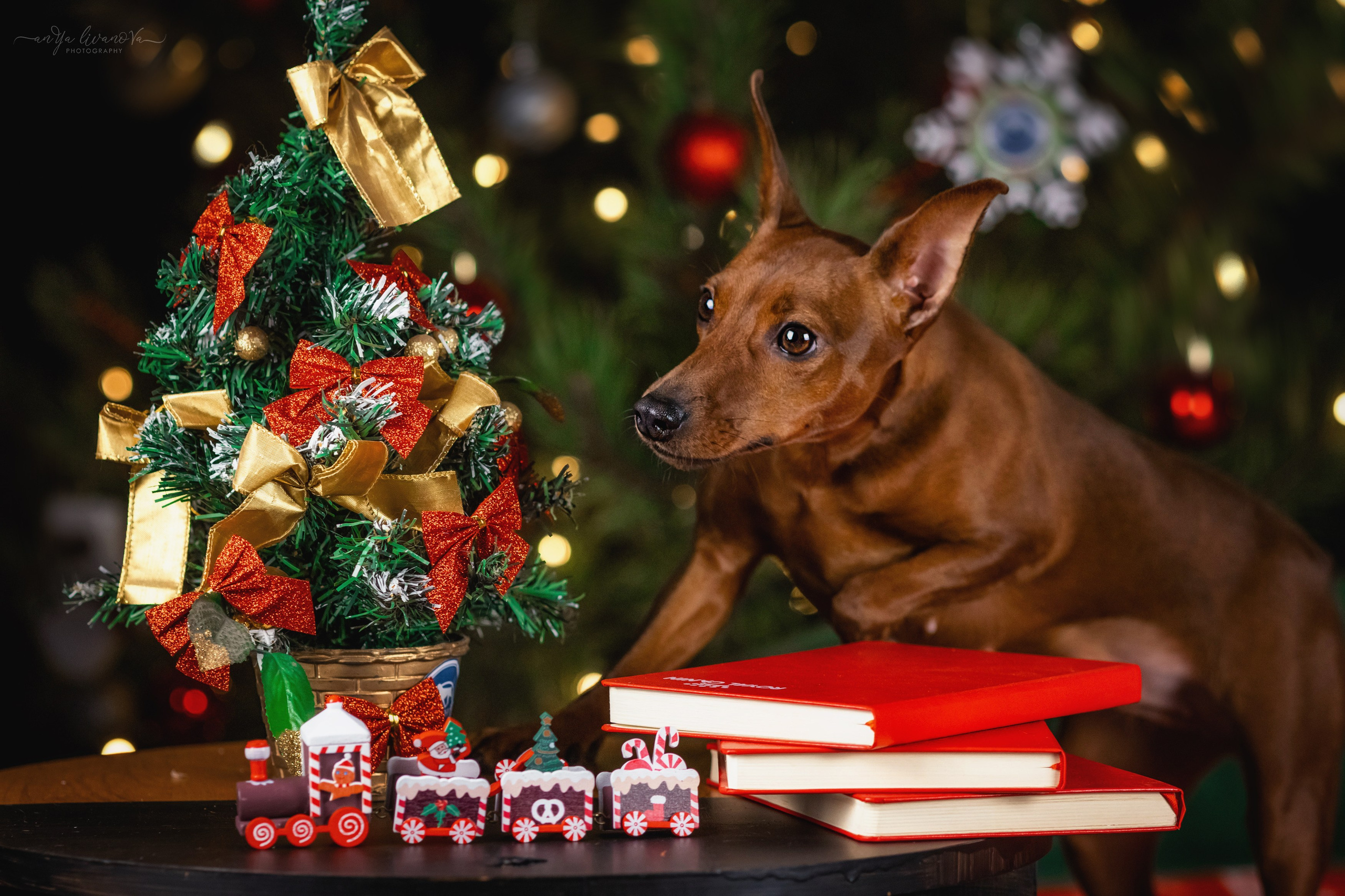 Новогодняя атмосфера в «Simply the Best». Фотограф анималист Аня Ливанова | Рыбинск