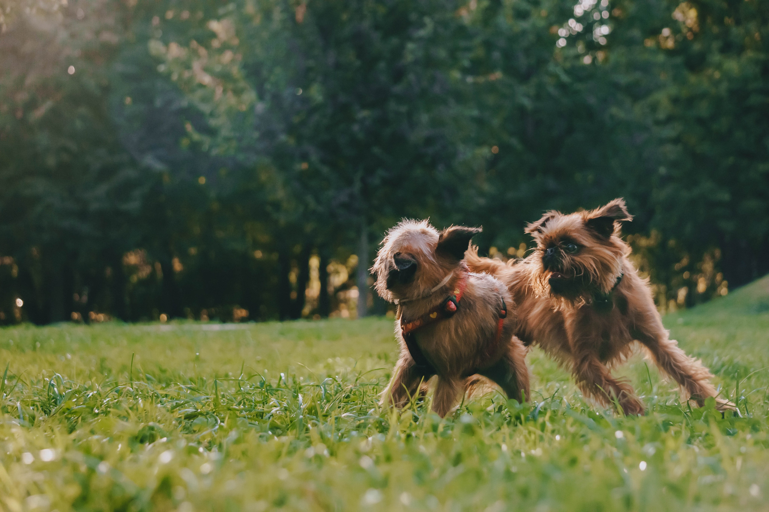 Мини-туса гриффоны и брабансоны. Фотограф-анималист Ксения Воробьева, Москва