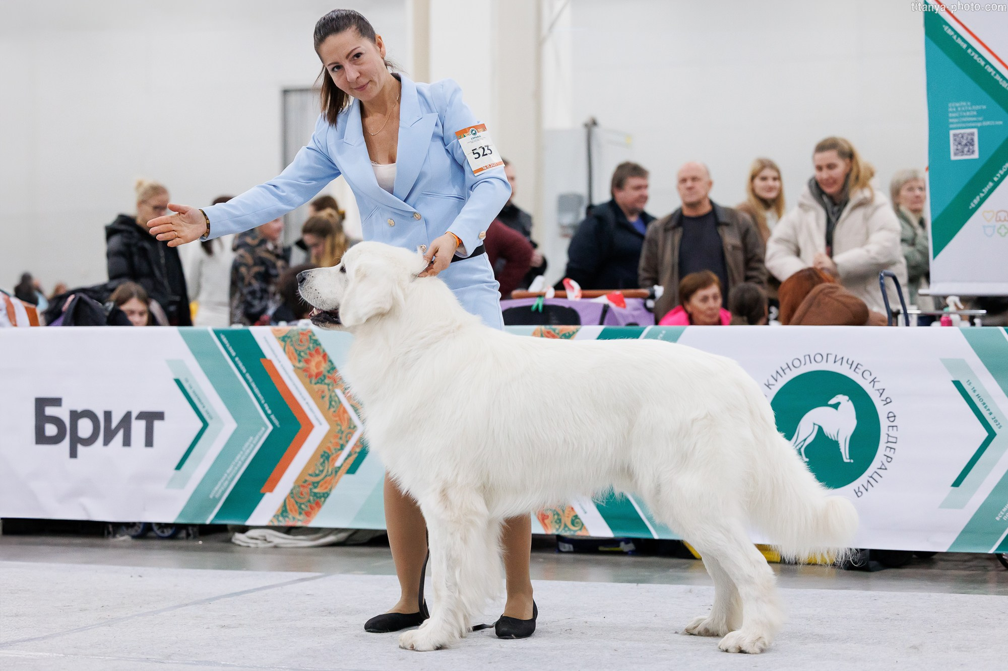 «Евразия-2025»: картинки с выставки. Фотограф собак, фотограф-анималист Аня Титова (Titanya). Москва