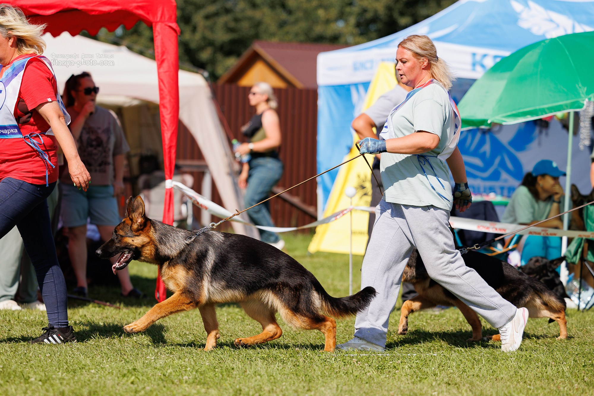 Немецкие овчарки: фото из рингов и вне ринга, мутпроба (фотографии с выставок). Фотограф собак, фотограф-анималист Аня Титова (Titanya). Москва
