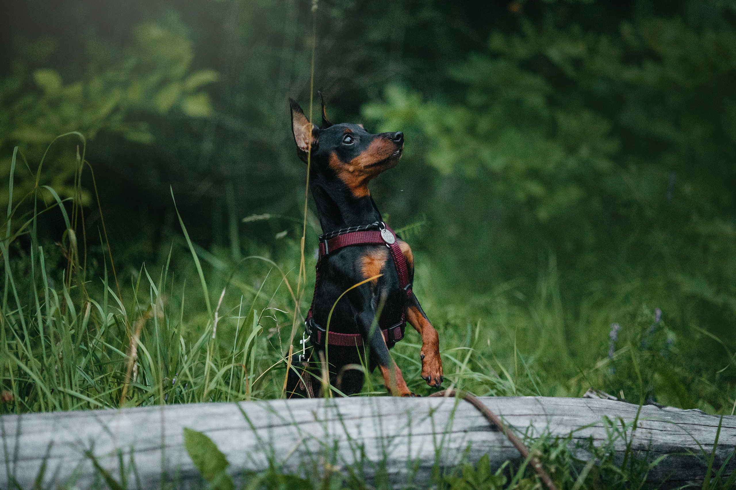 Сириус и его семья. Фотограф — Анималист | Санкт-Петербург