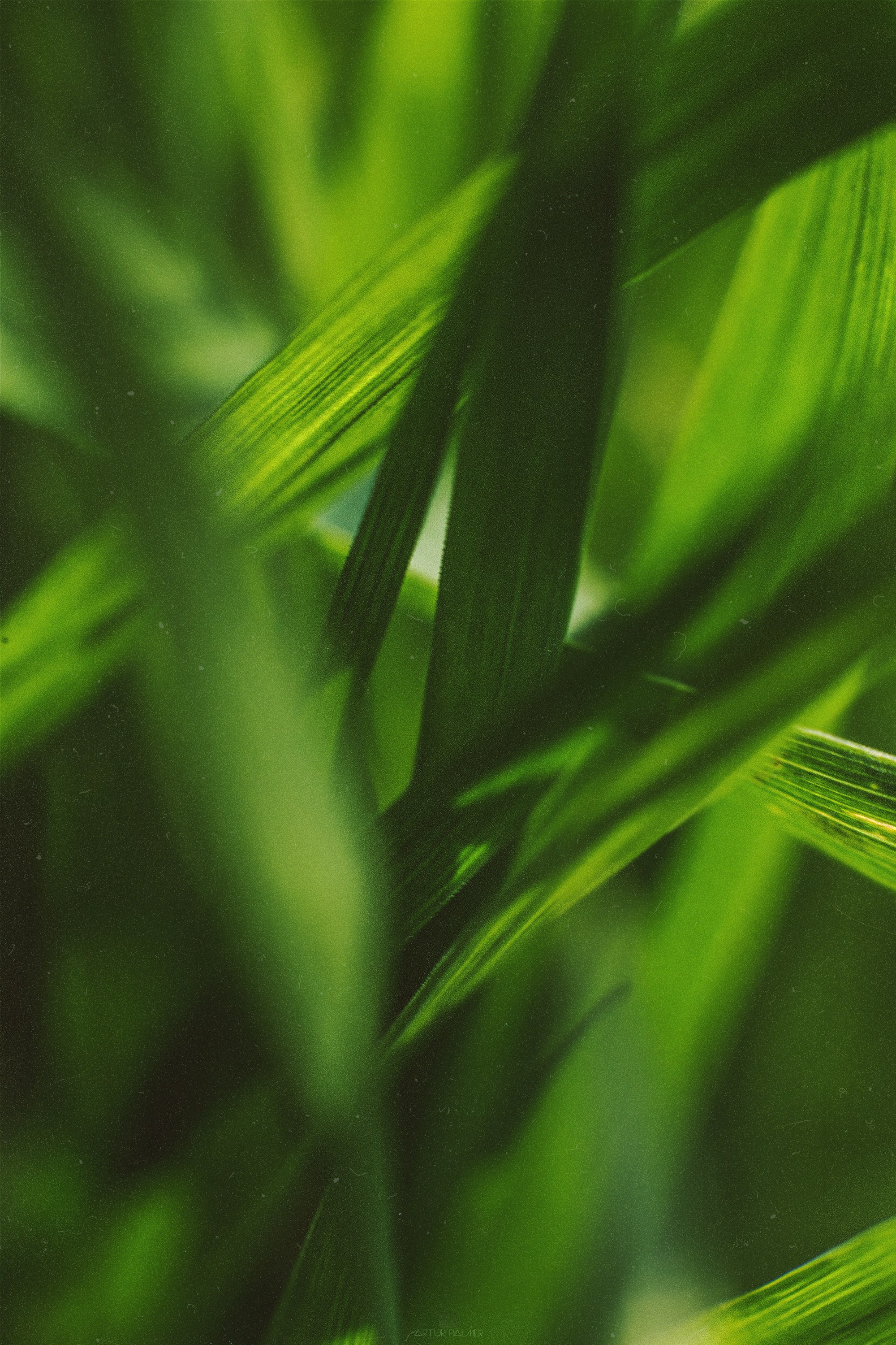 N a t u r e. Your photographer