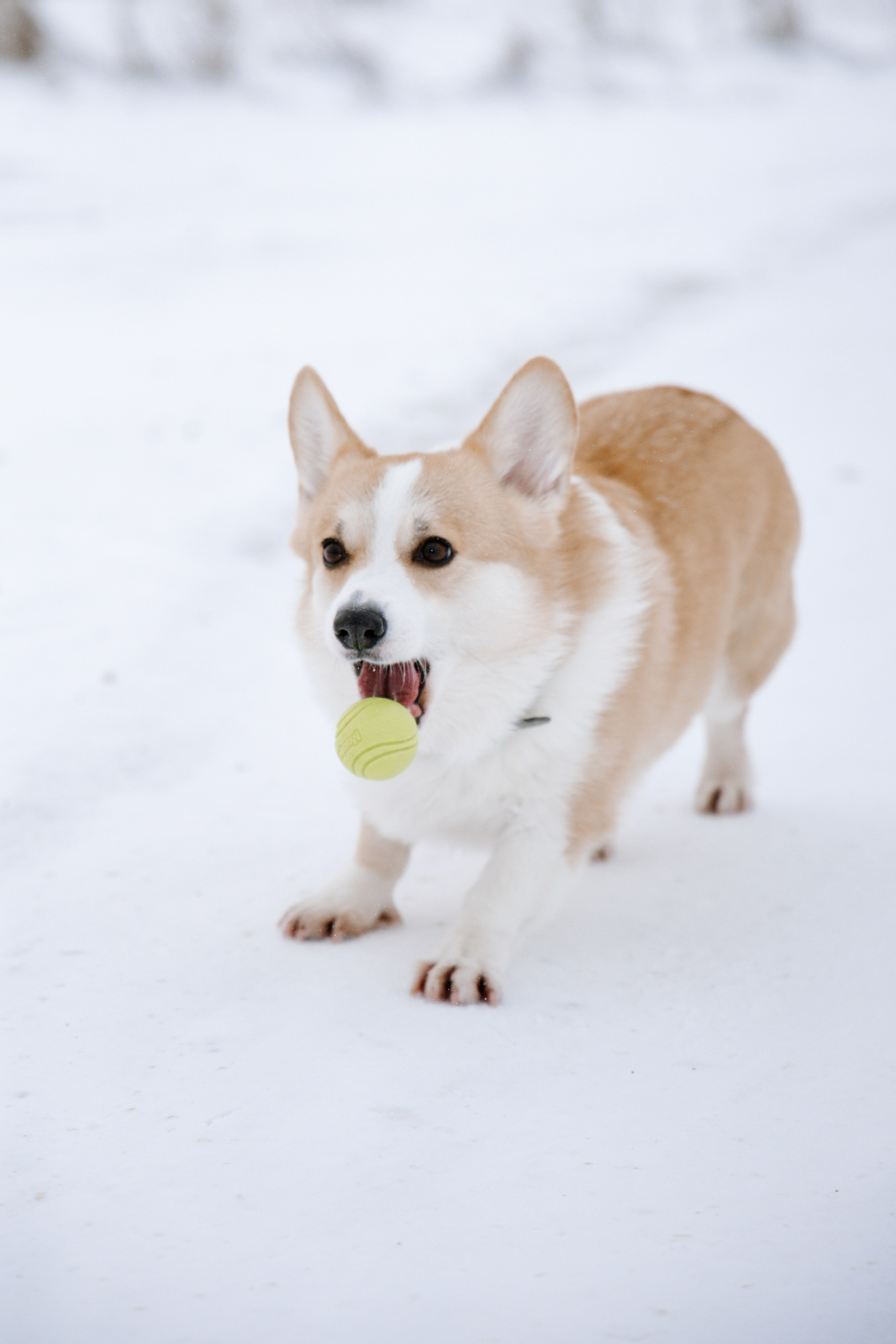 Питомцы. Семейный фотограф | Керчь | Ивановская Виктория