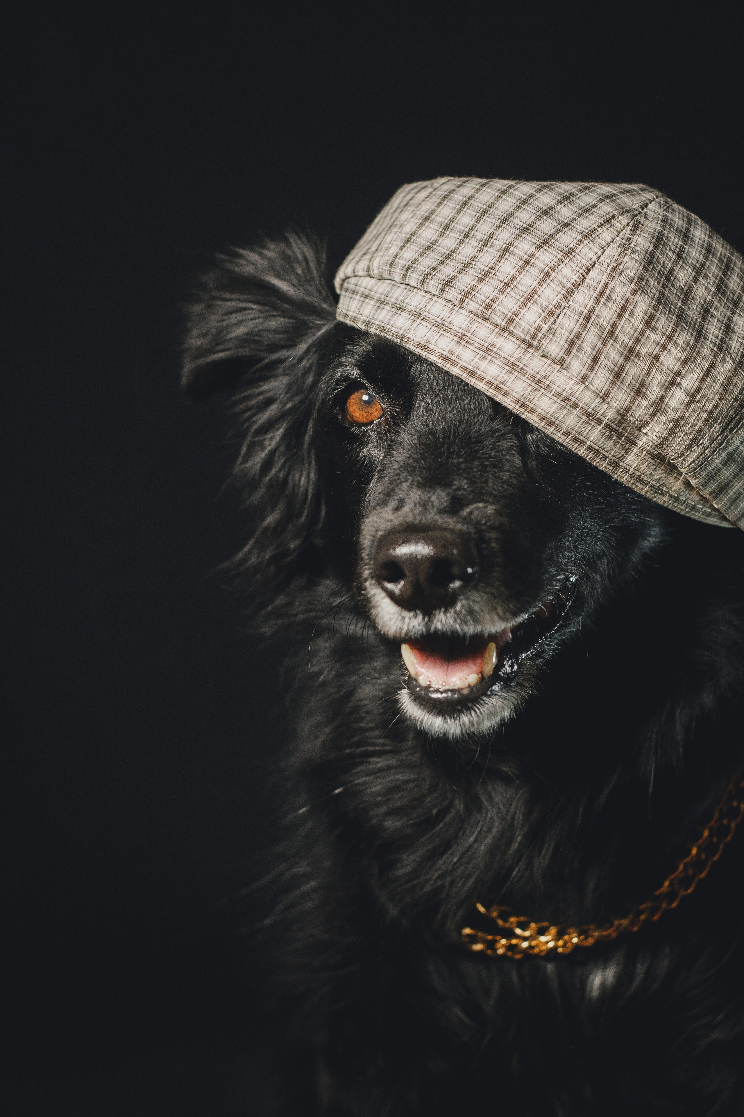 Ваши фотографии. Фотограф анималист Осипчикова Мария