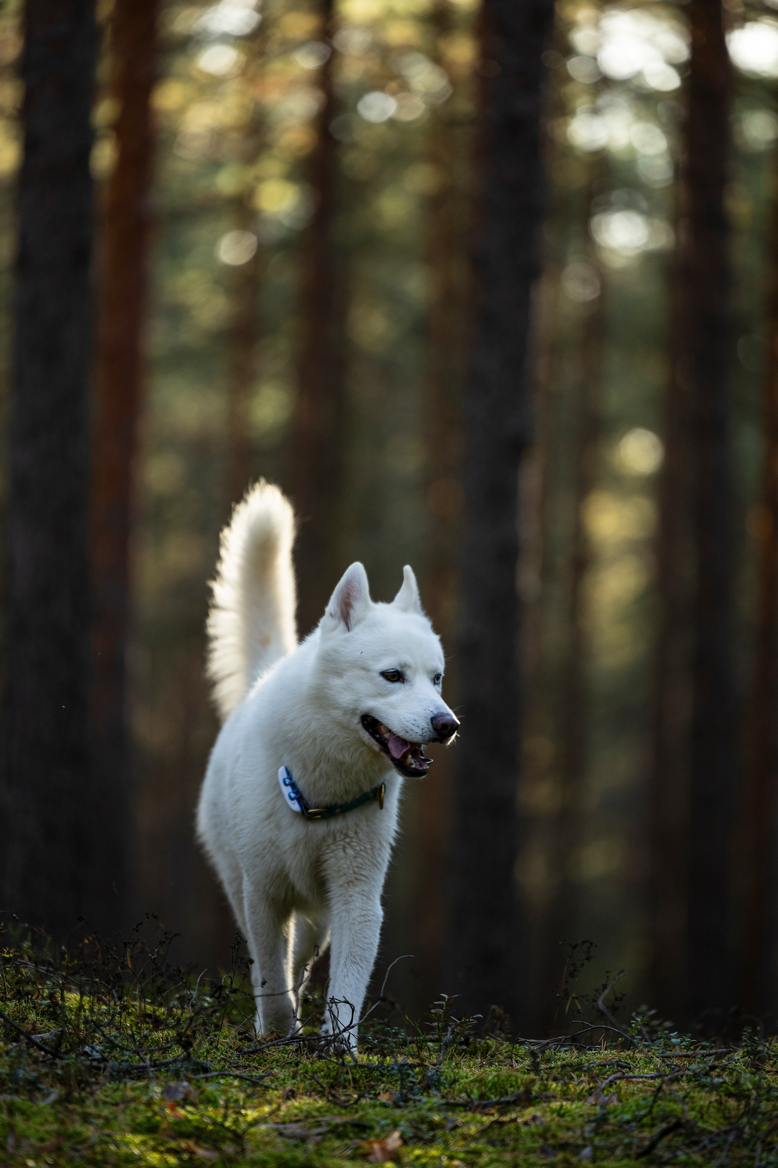 Гаруда и Рейн. Фотограф-анималист Анна Маринич