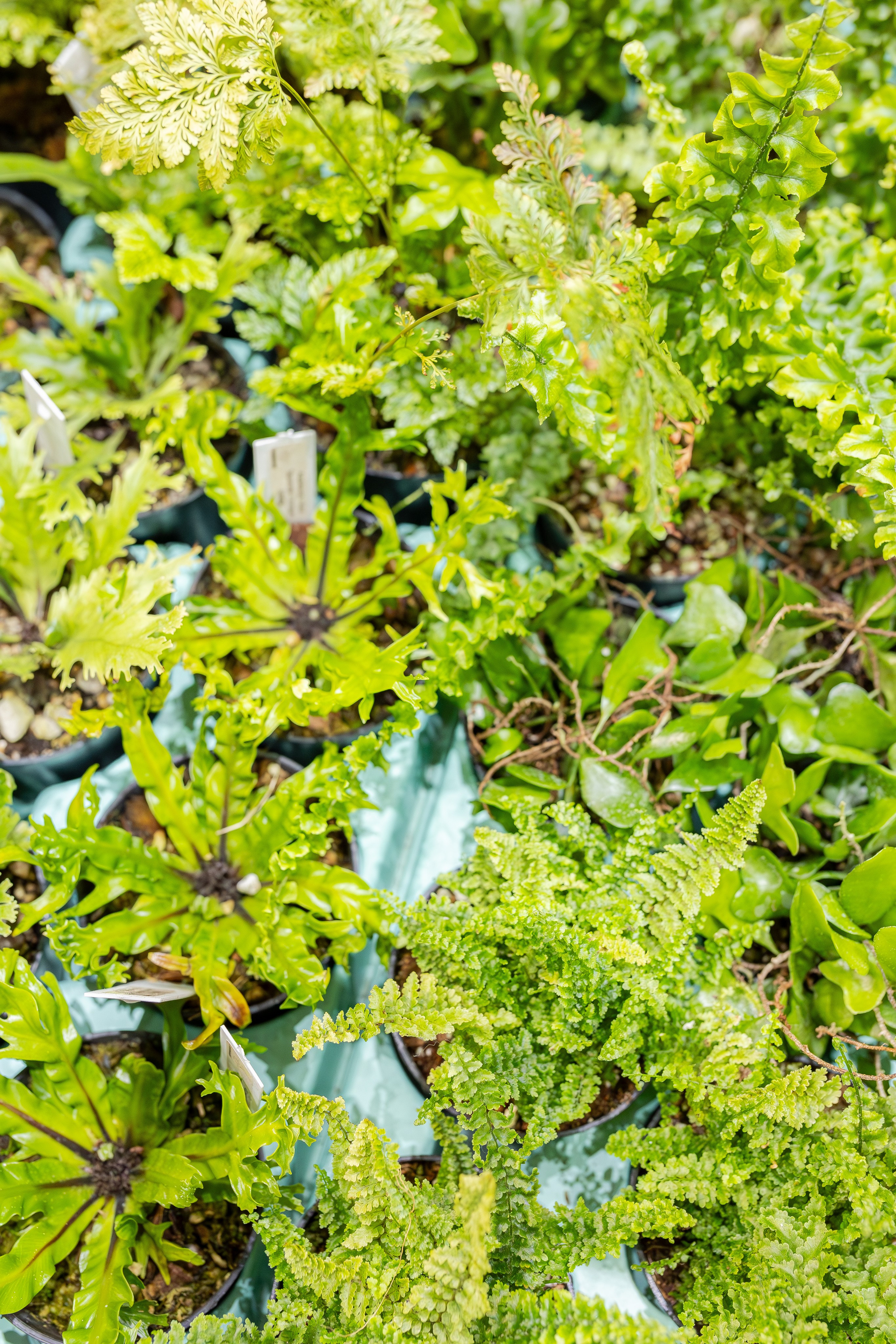 Монстериум апрель 2026. Александра Куликова фотограф, Москва