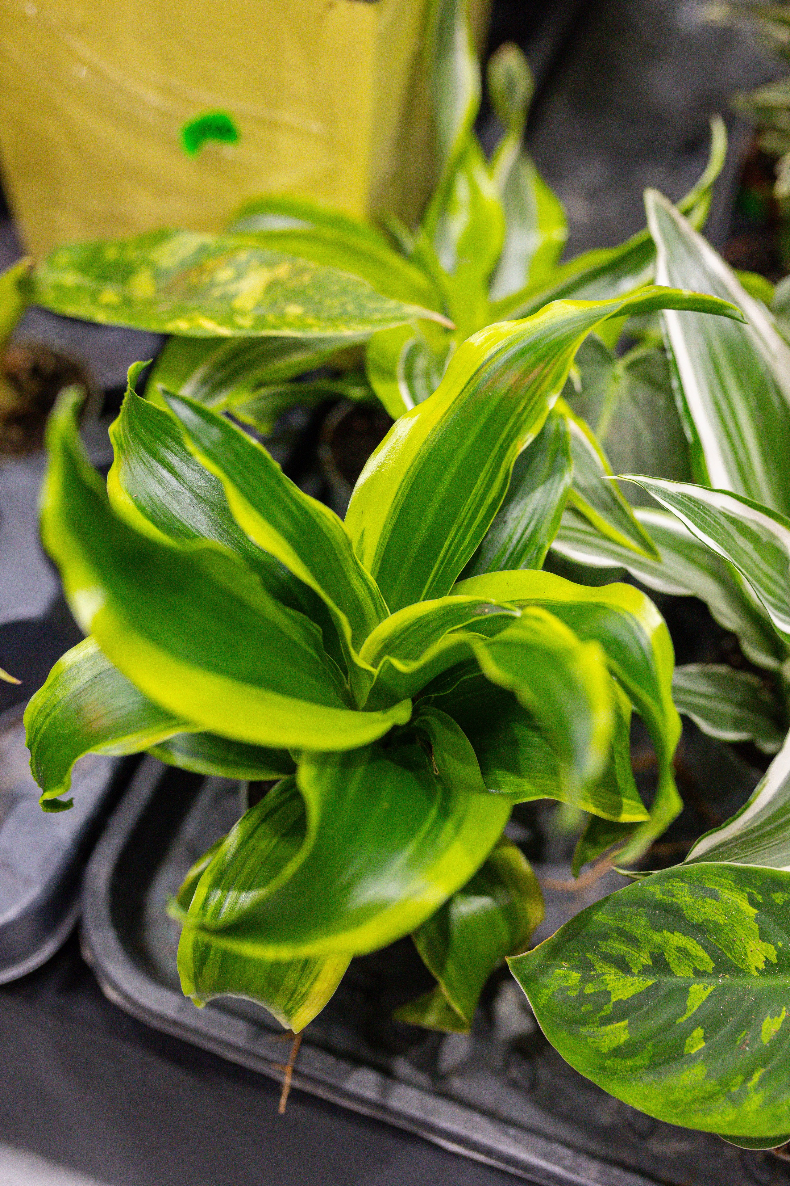 Монстериум 11–12 октября. Александра Куликова фотограф, Москва