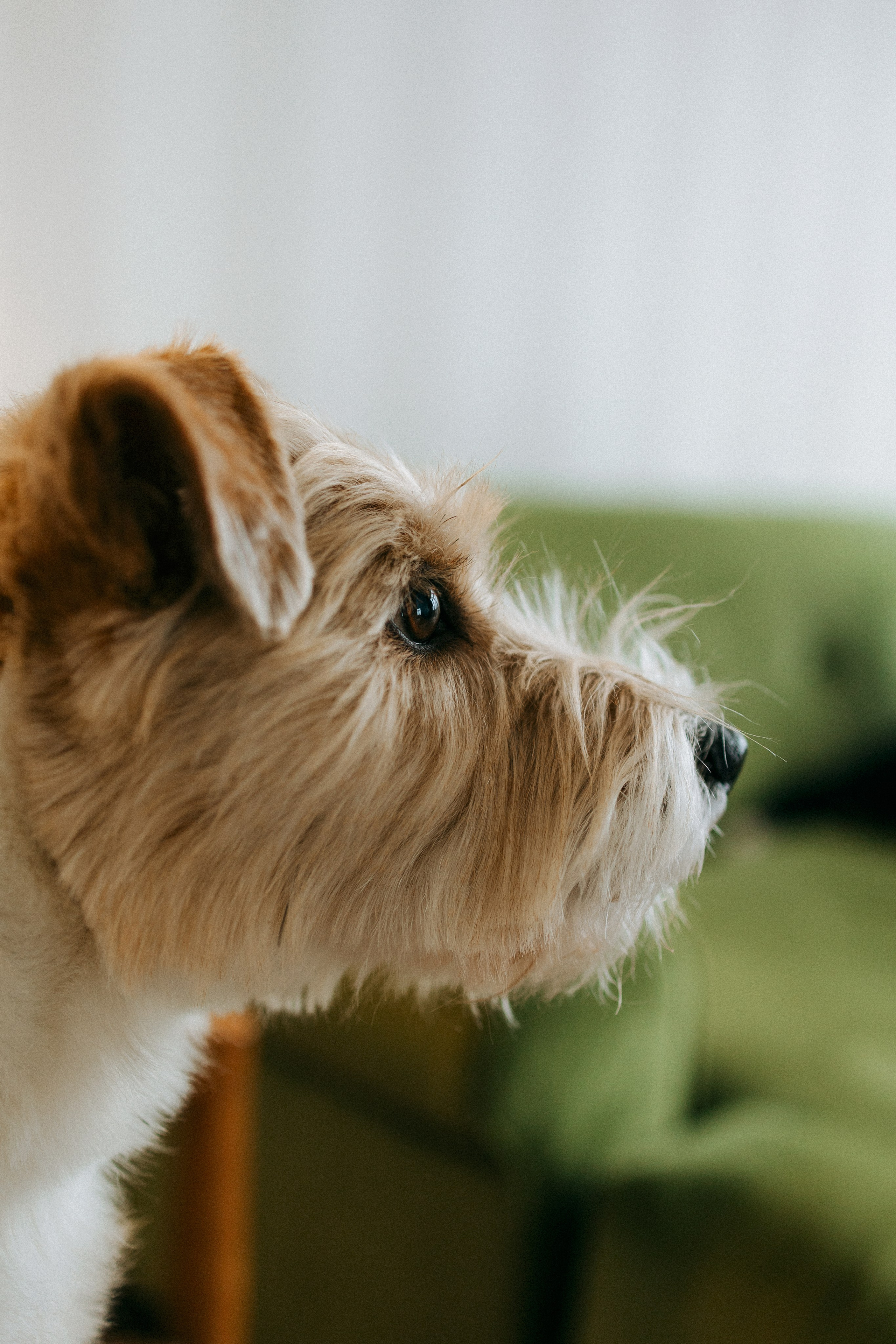 Цунами, Теон и Женя. Фотограф анималист Анастасия Пикей