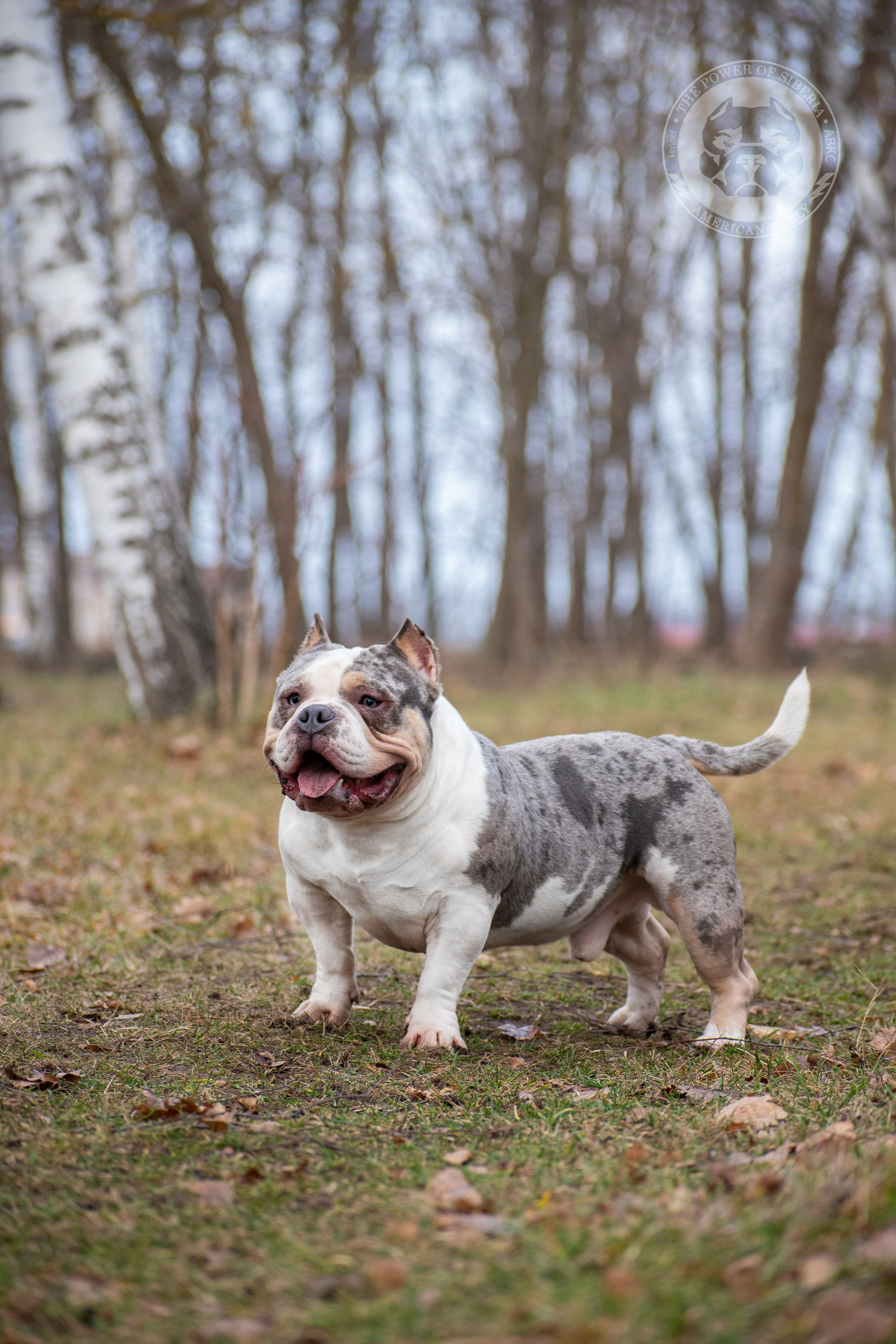Январские фотографии Каспера (дубль). Американский Булли в г. Ростов-на-Дону. Питомник THE POWER OF SIBERIA