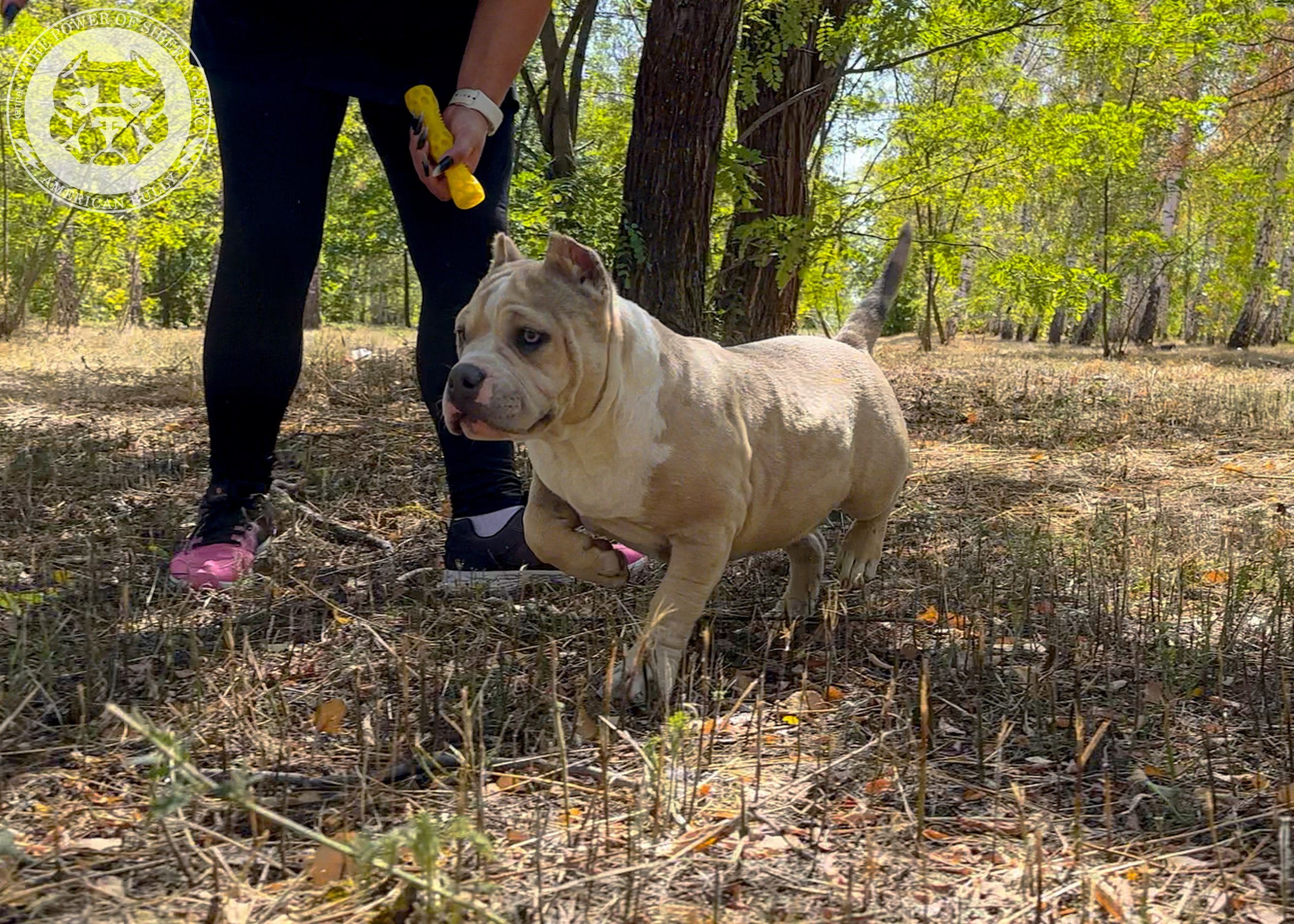 Помет Каспер и Тагира. 21.04.25. Американский Булли в г. Ростов-на-Дону. Питомник THE POWER OF SIBERIA