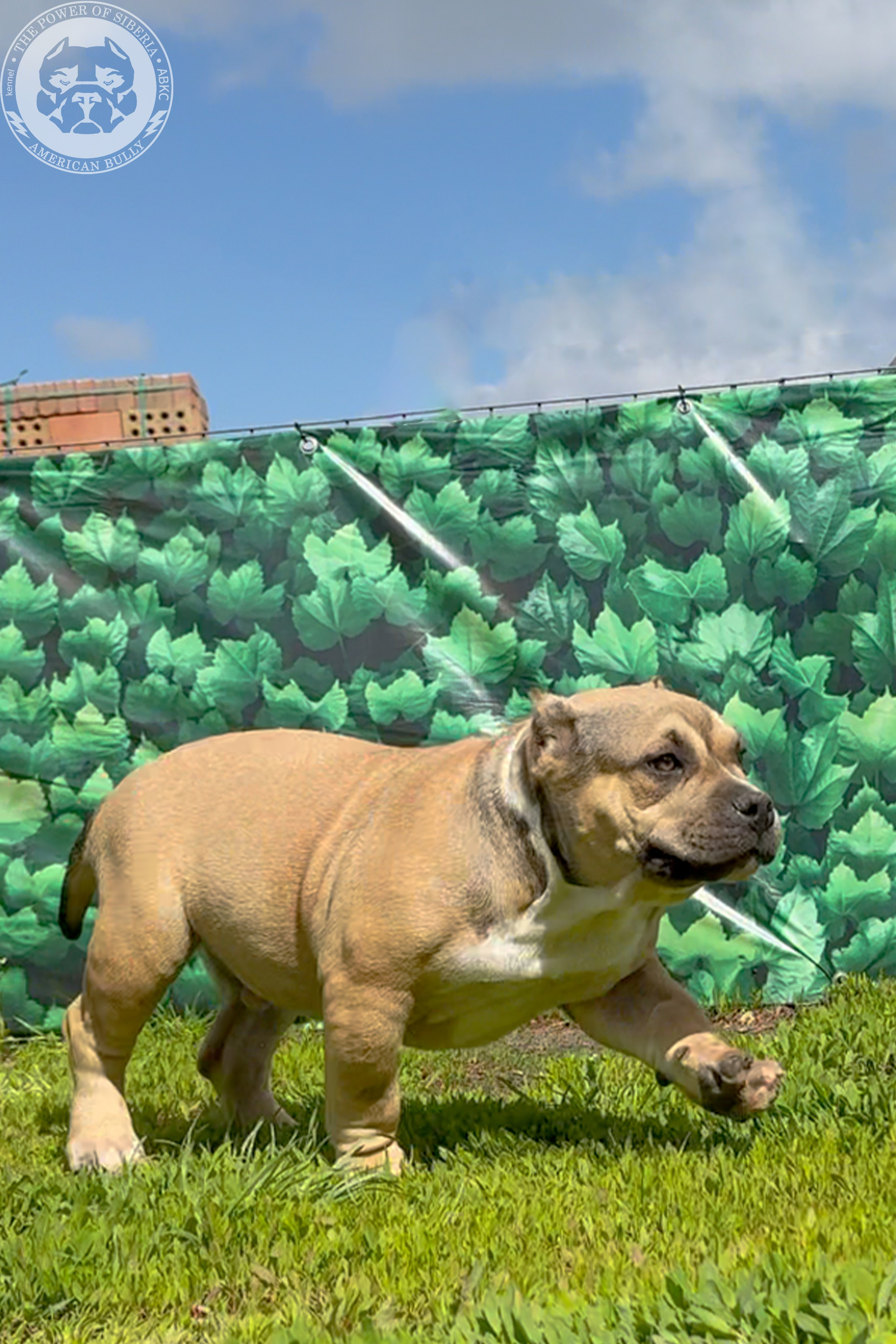 22.11.25 Тагира-Каспер. Американский Булли в г. Ростов-на-Дону. Питомник THE POWER OF SIBERIA