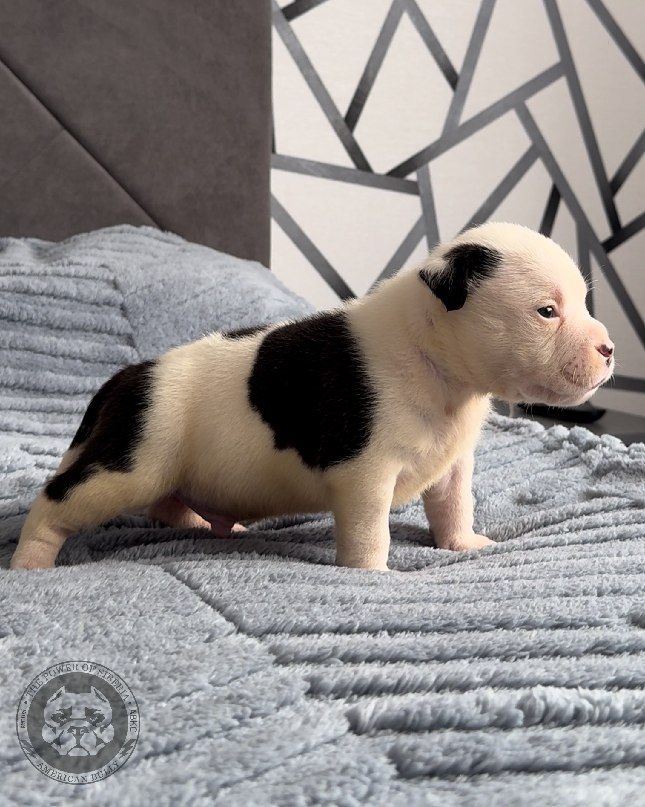 Свободные щенки Американский Булли стандарт и Свободные щенки Американский Булли классик. Американский Булли в г. Ростов-на-Дону. Питомник THE POWER OF SIBERIA