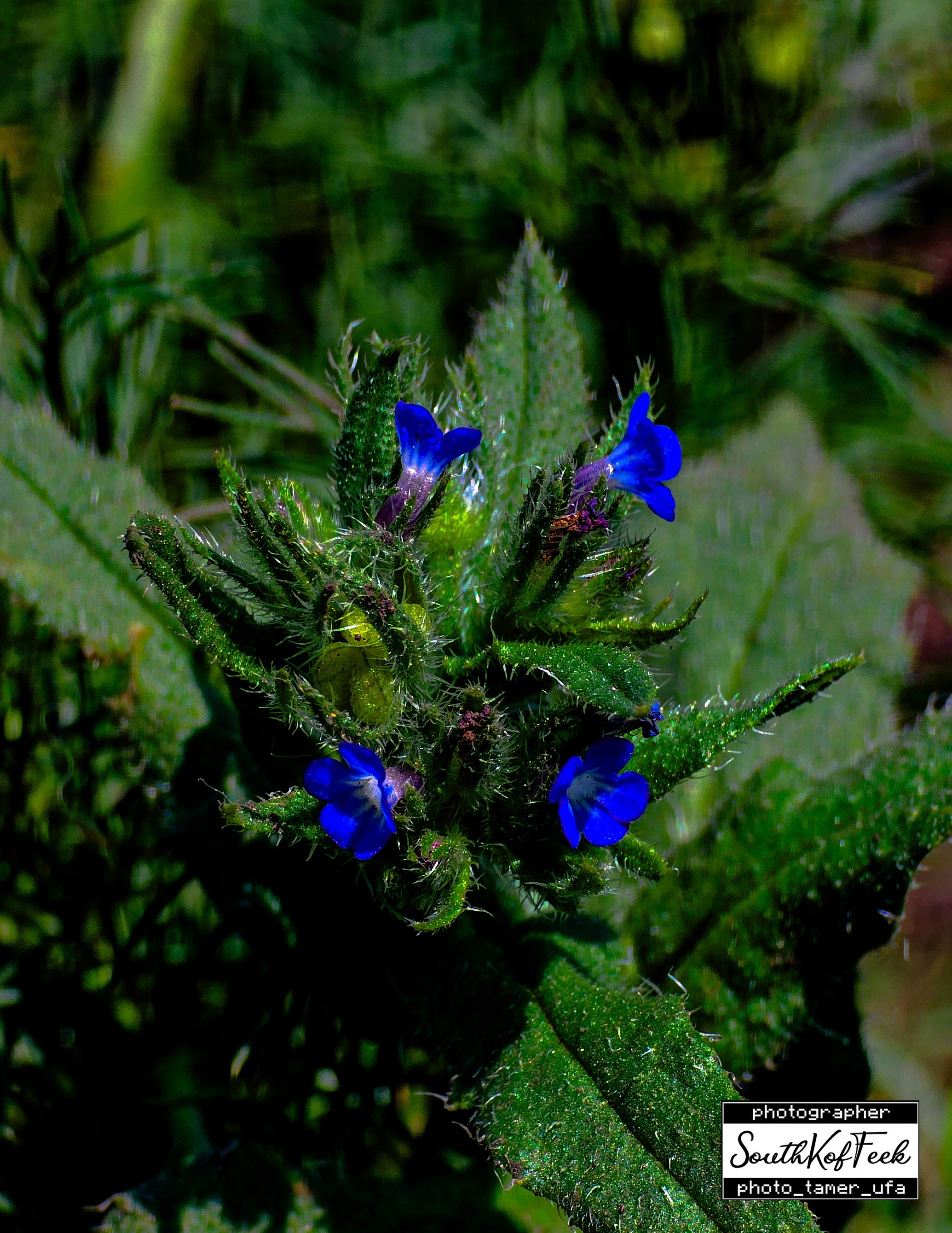 Цветы?. Photo Tamer Ufa