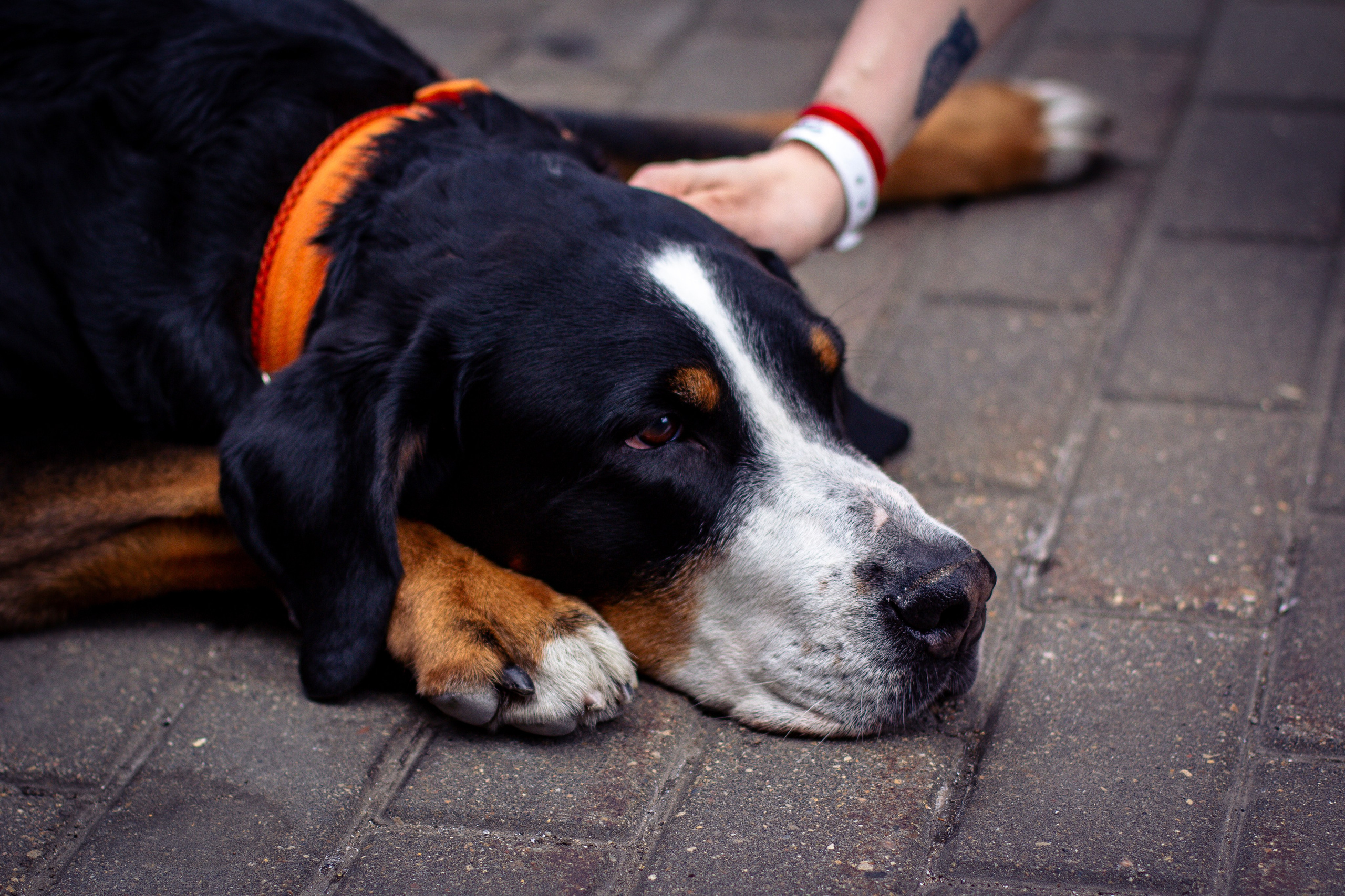 КАСТОМ КОНВЕНЦИЯ 2025. Rusty Photographer