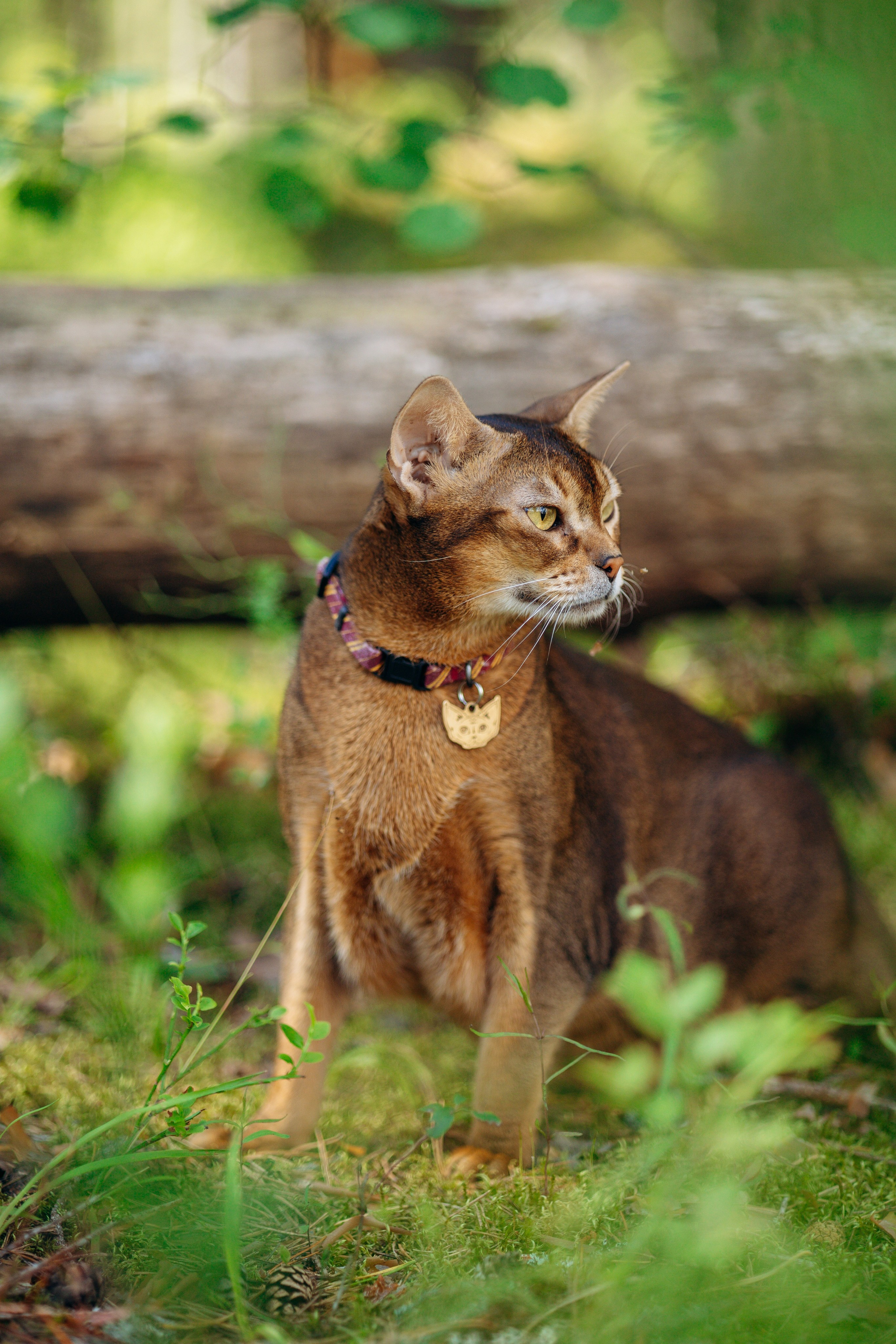 Котофеи и их семья. Фотограф — Анималист | Санкт-Петербург
