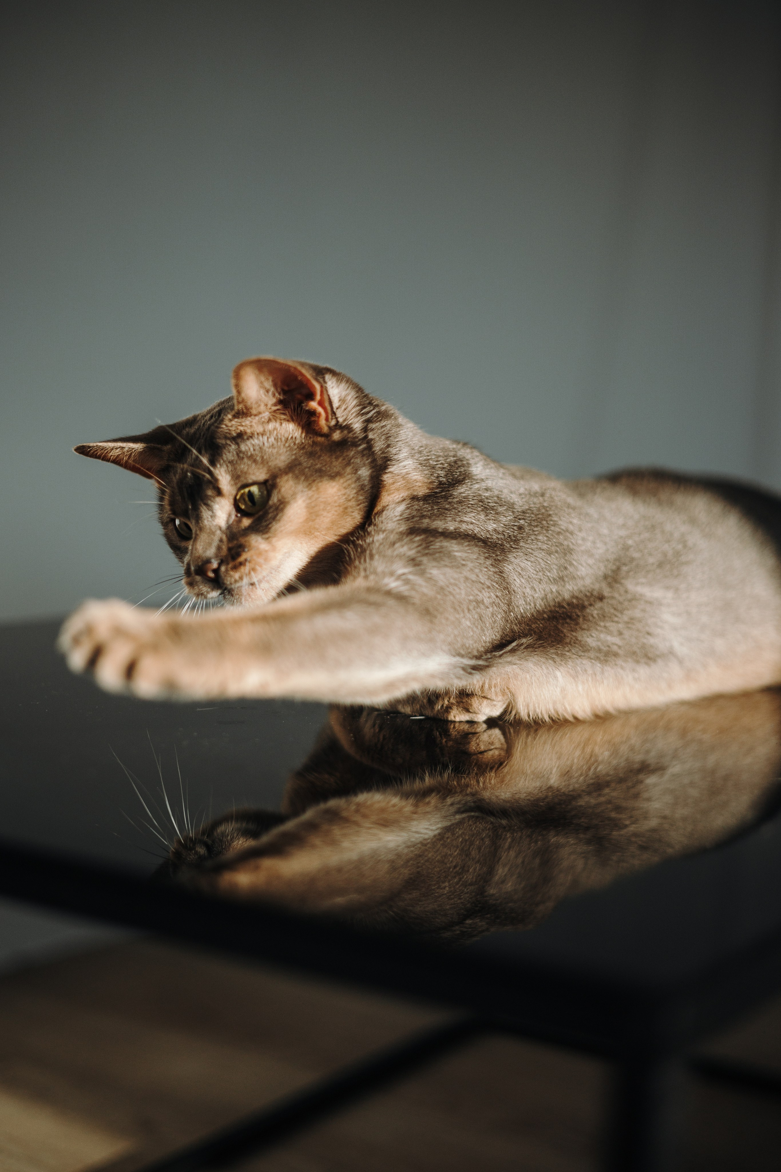 Циско и его семья. Фотограф — Анималист | Санкт-Петербург