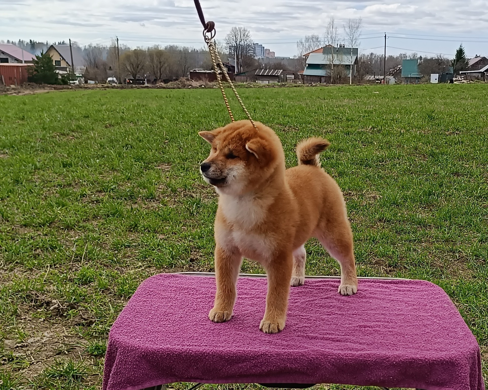 Сиба Rubylight Ellis питомник Рубилайт 