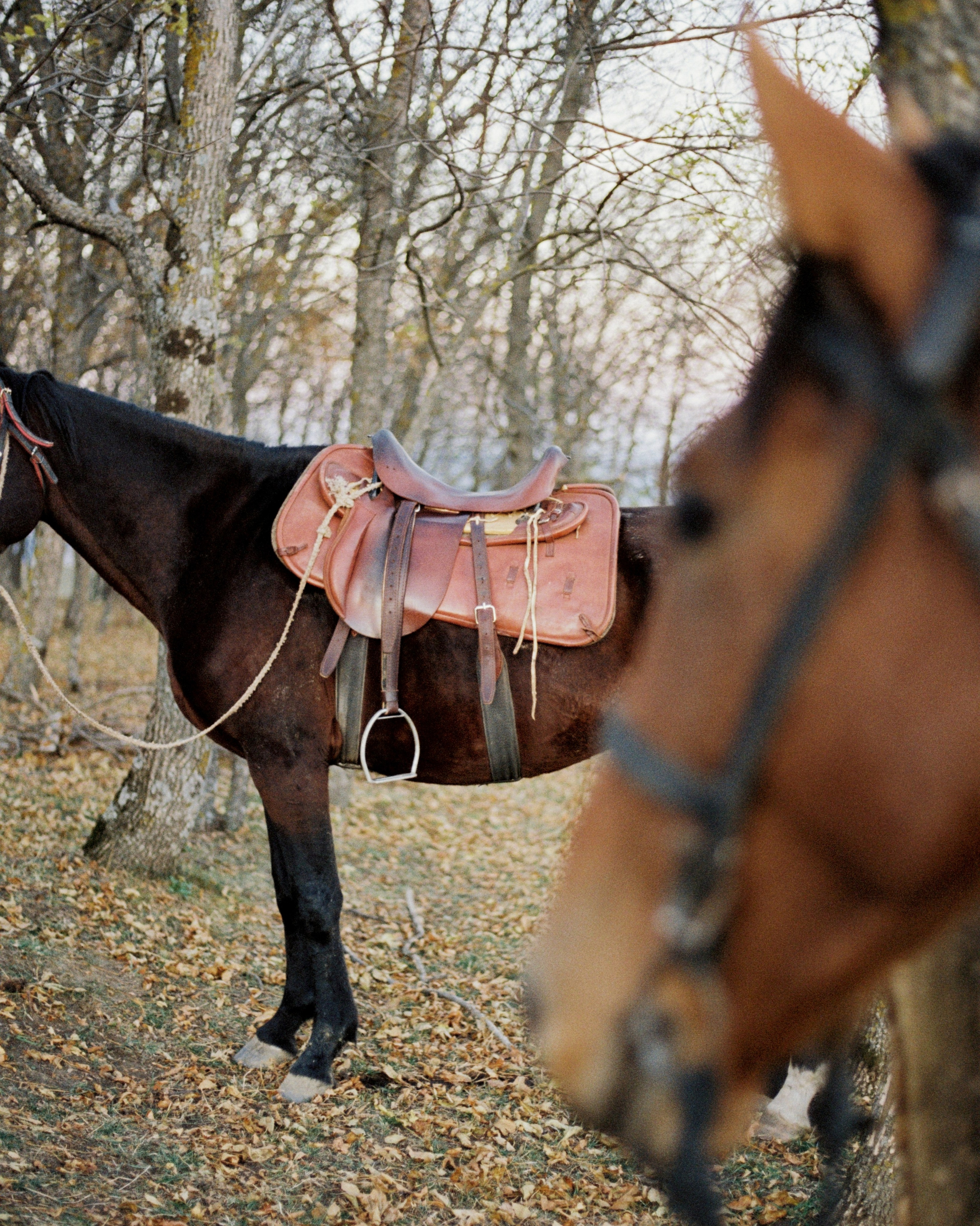 KAVKAZ. Kirill Shashkov