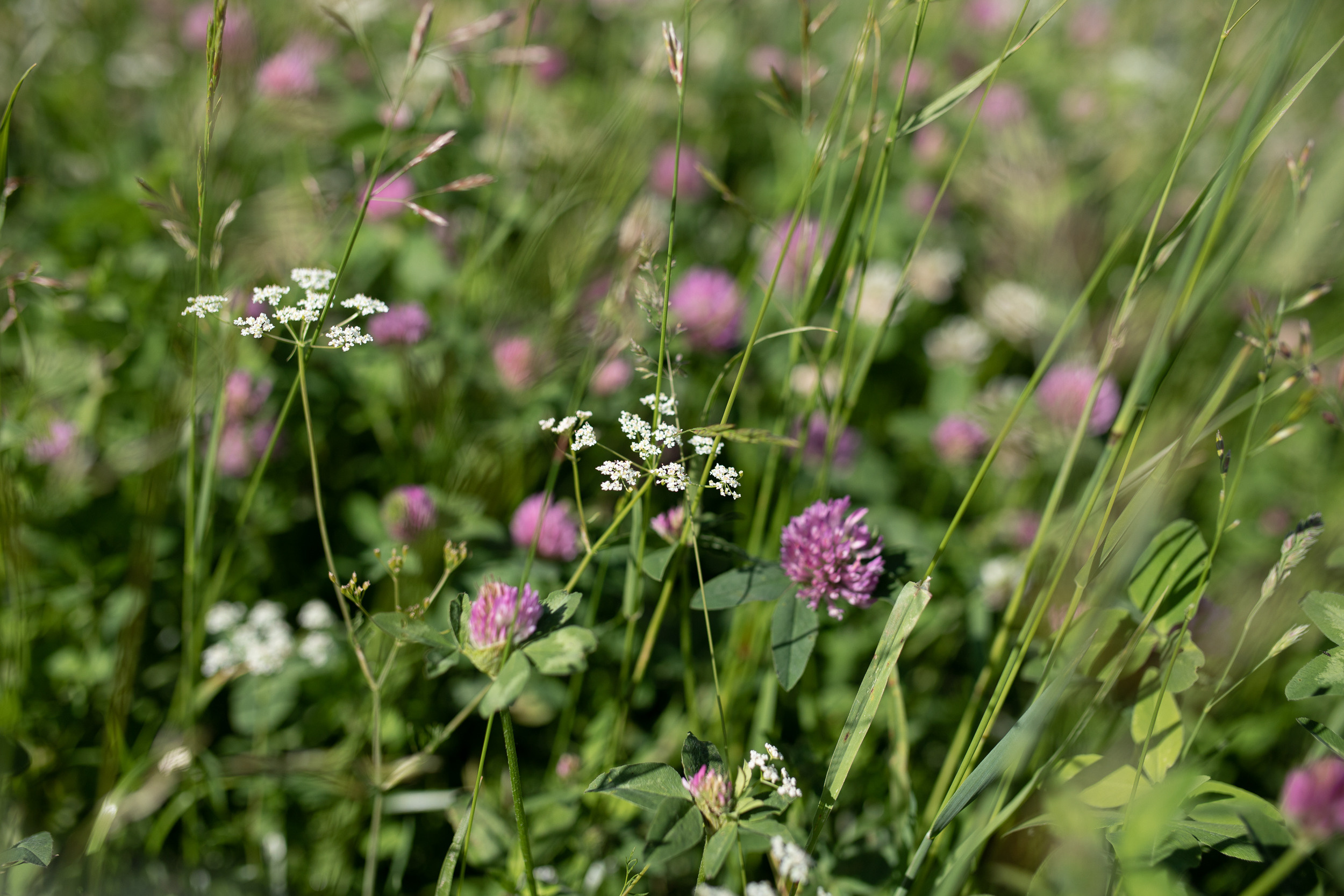 Хохловка. Фотограф Пермь. Свадьбы. Семья и дети, школа, д. сад. Фотокниги