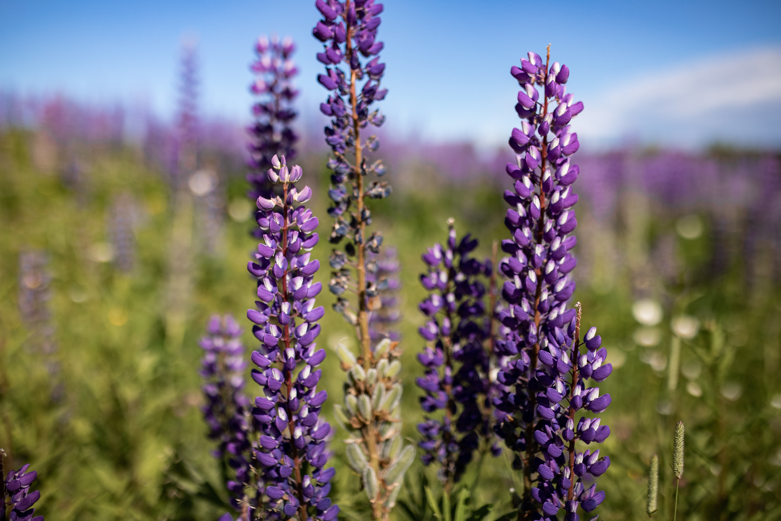 Хохловка. Фотограф Пермь. Свадьбы. Семья и дети, школа, д. сад. Фотокниги