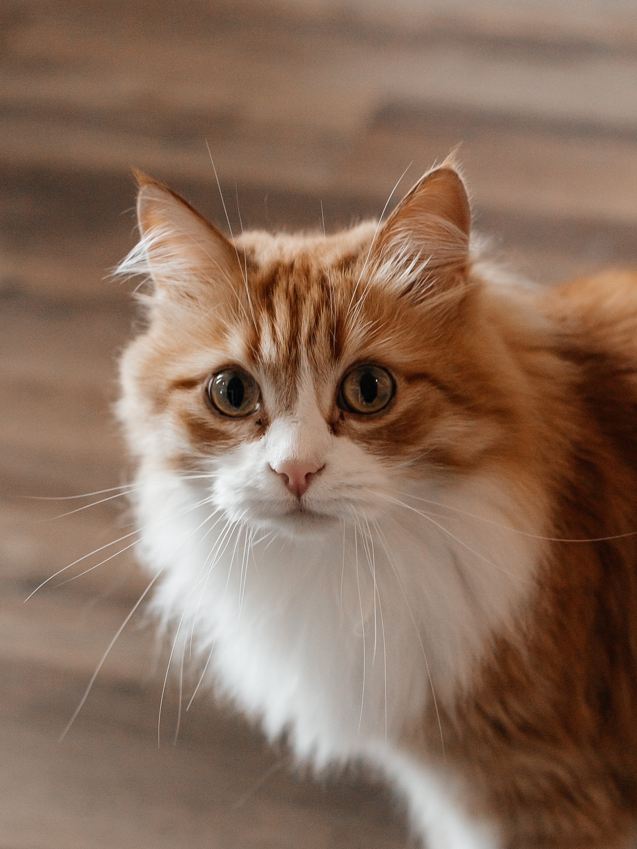 Сева, Юля и Андрей. Свадебный и семейный фотограф в Нижнем Новгороде Екатерина Наймарк