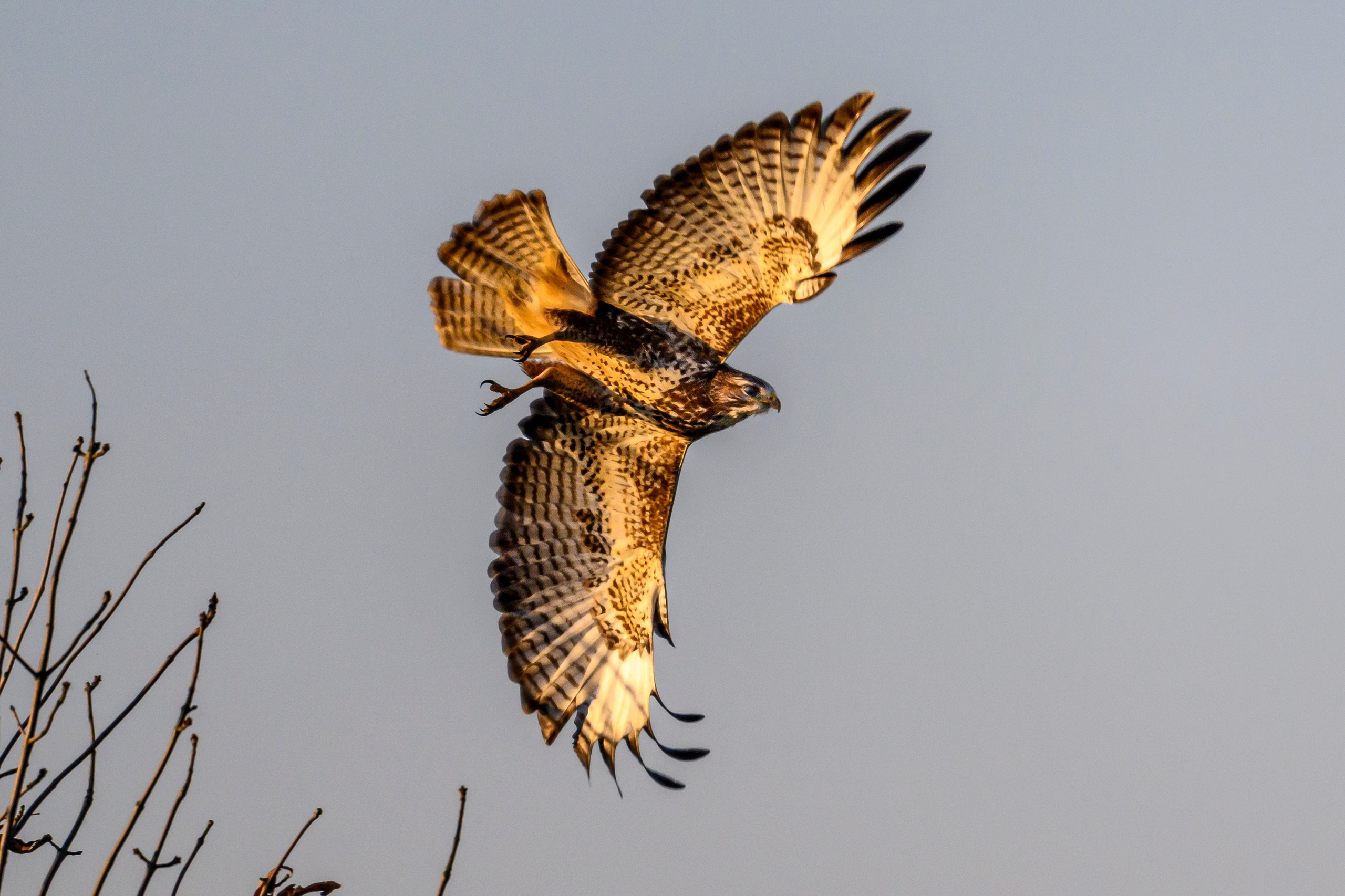 Канюк.Buzzard. Фотограф Сергей Пупонин