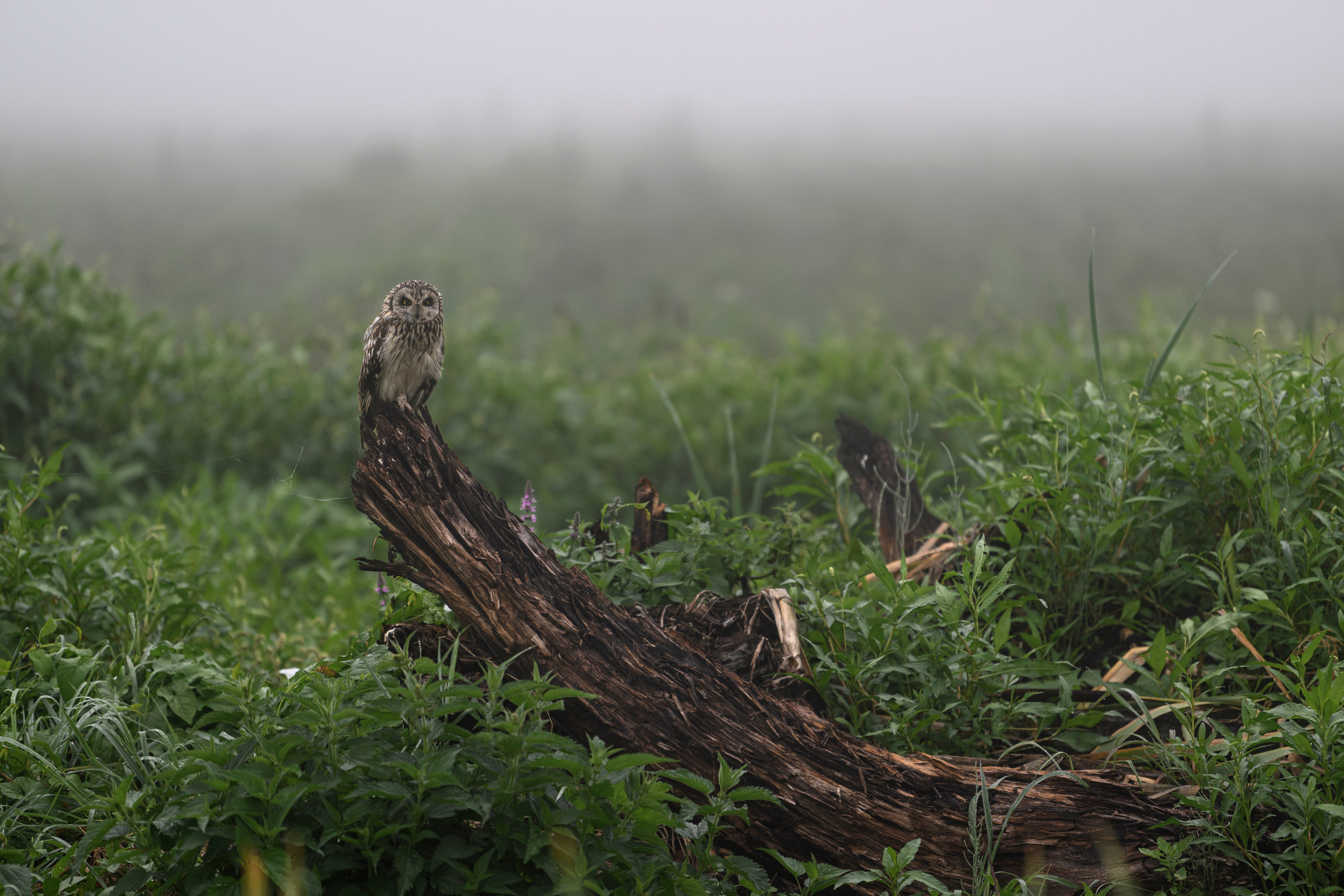 Сова вернулась. The owl has returned. Wildlife photography by Sergey Puponin