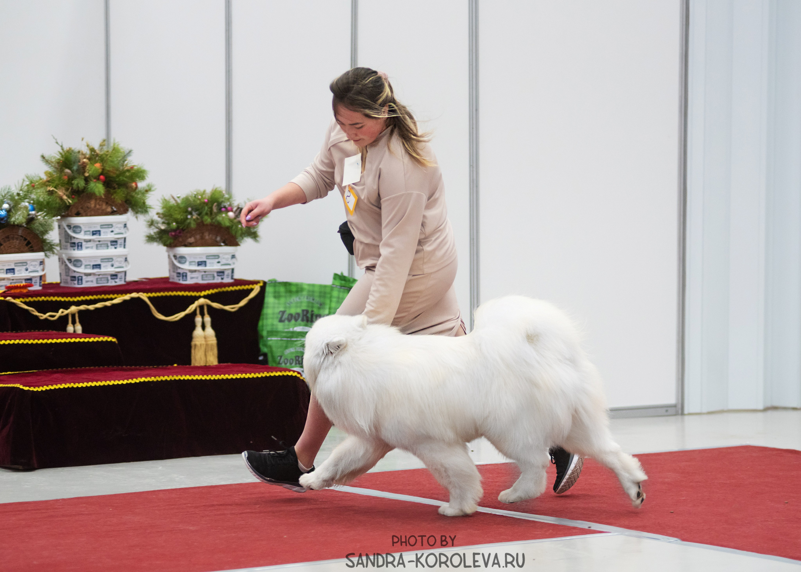 Выставка собак тюмень 10.12.2022. Дог-фотограф в Тюмени Александра Королева