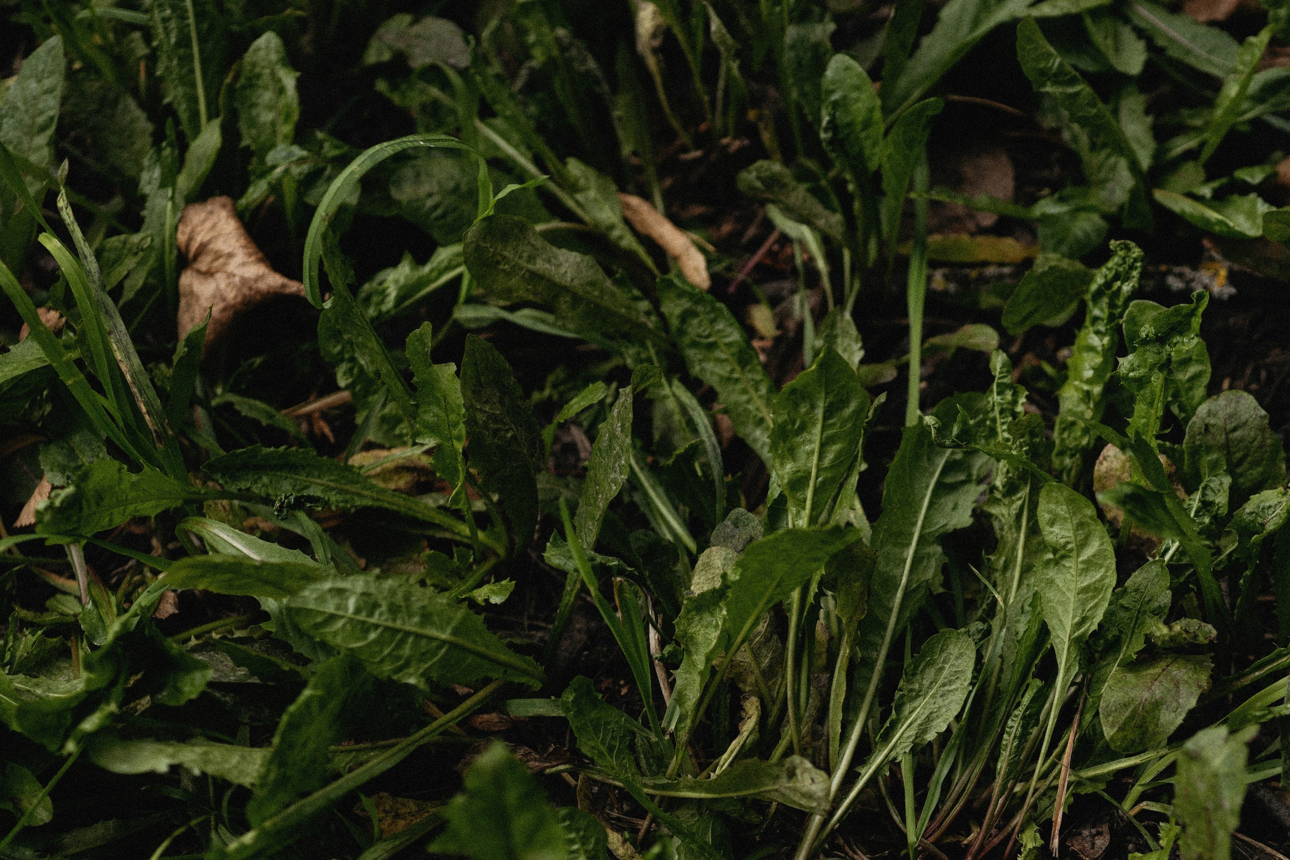 Е🤍Д. Вера Пьянцева семейный, свадебный и парный фотограф в Санкт-Петербурге