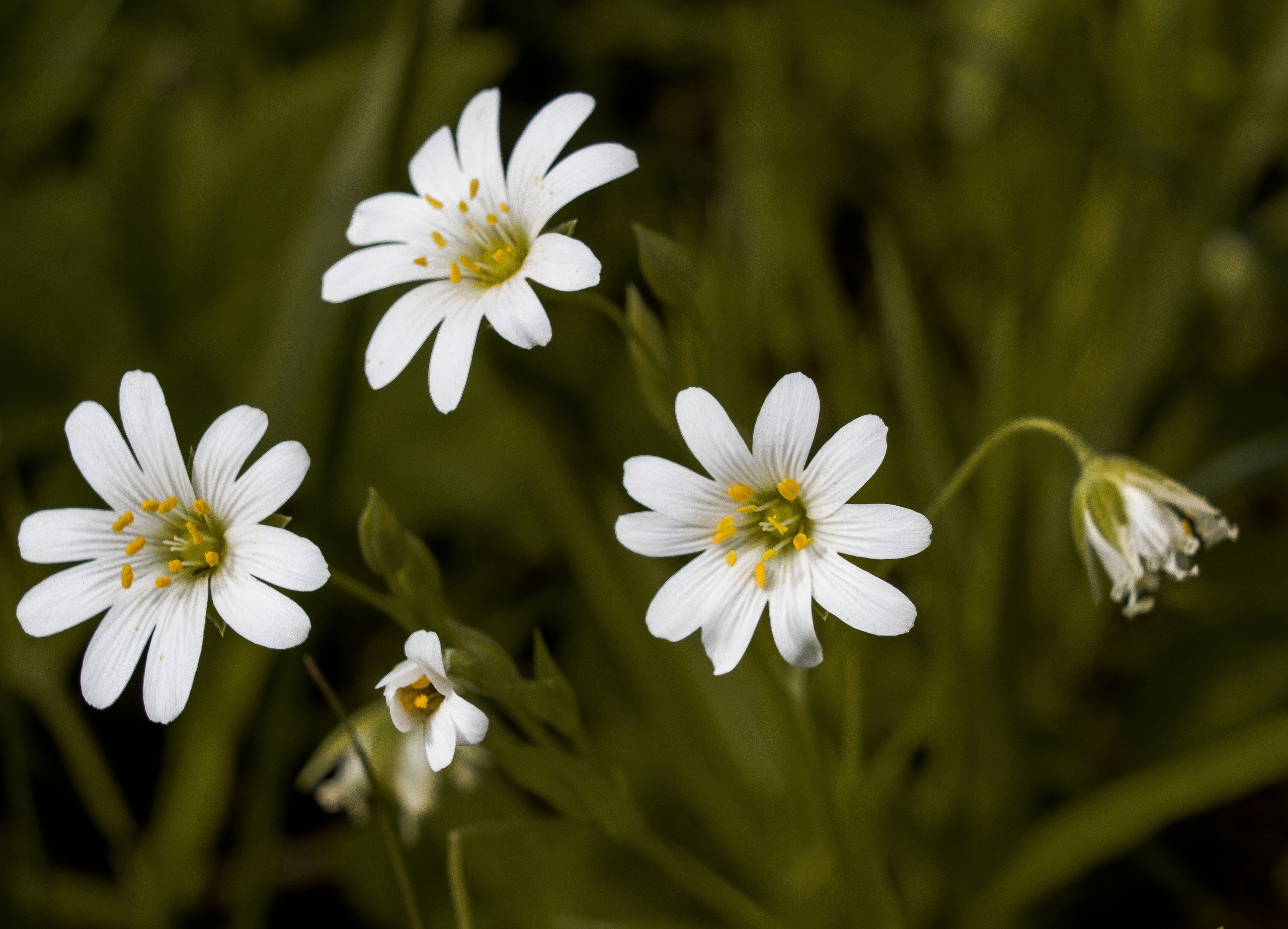 Природное. Обо всём