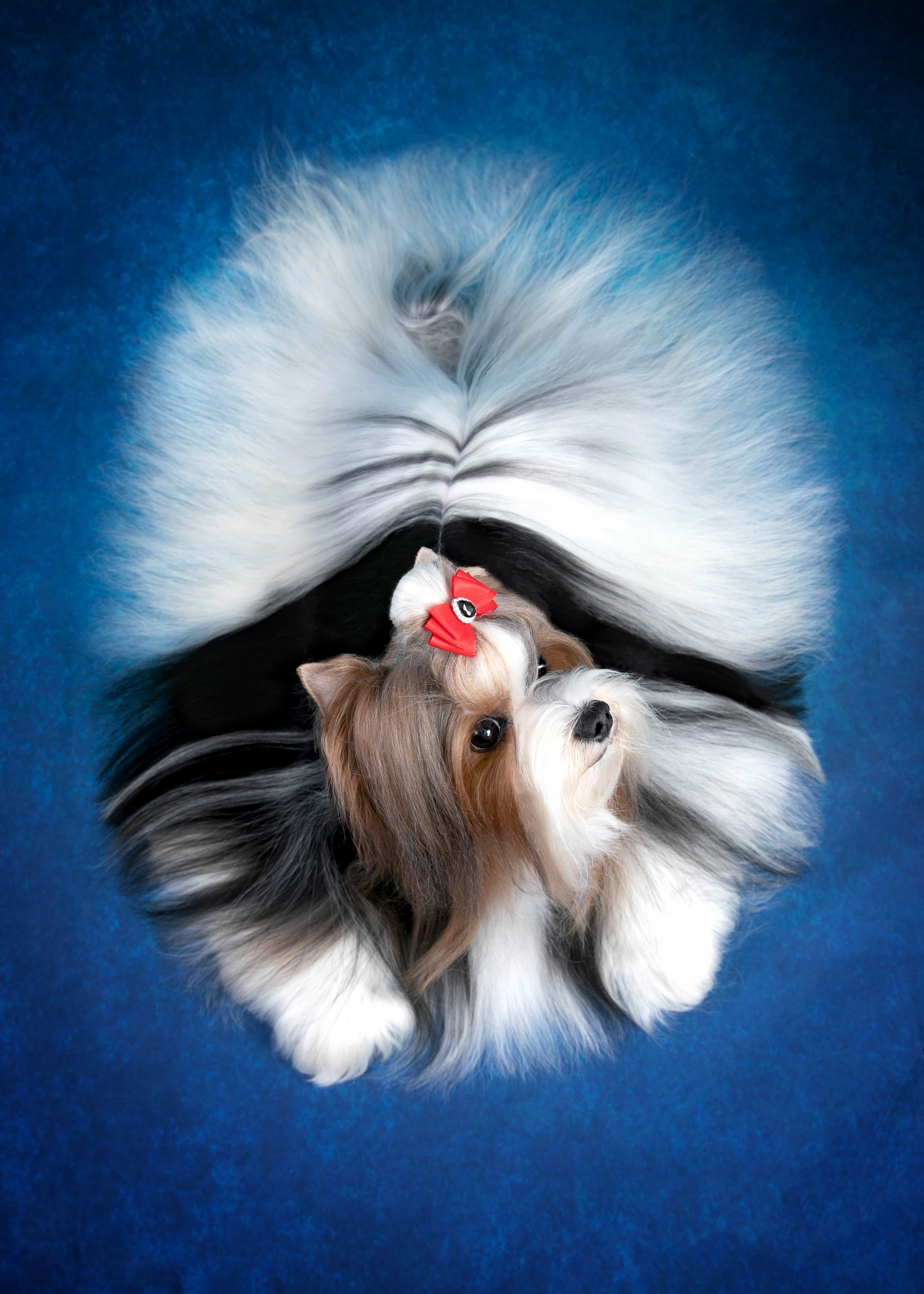 Стендовая съёмка на выставках собак. Фотограф-анималист в Омске Екатерина Маричева