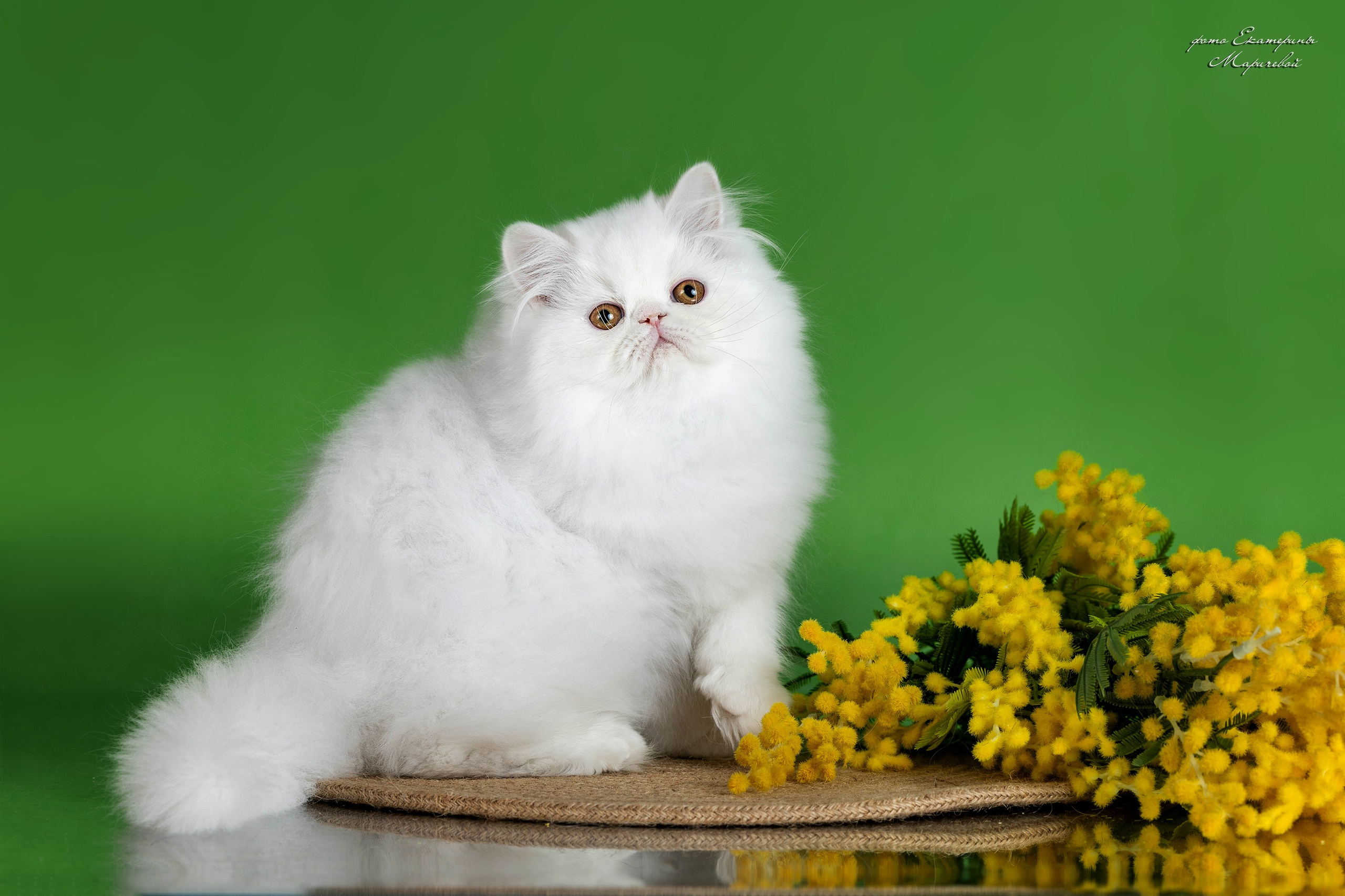 Стендовая съёмка на выставках кошек. Фотограф-анималист в Омске Екатерина Маричева