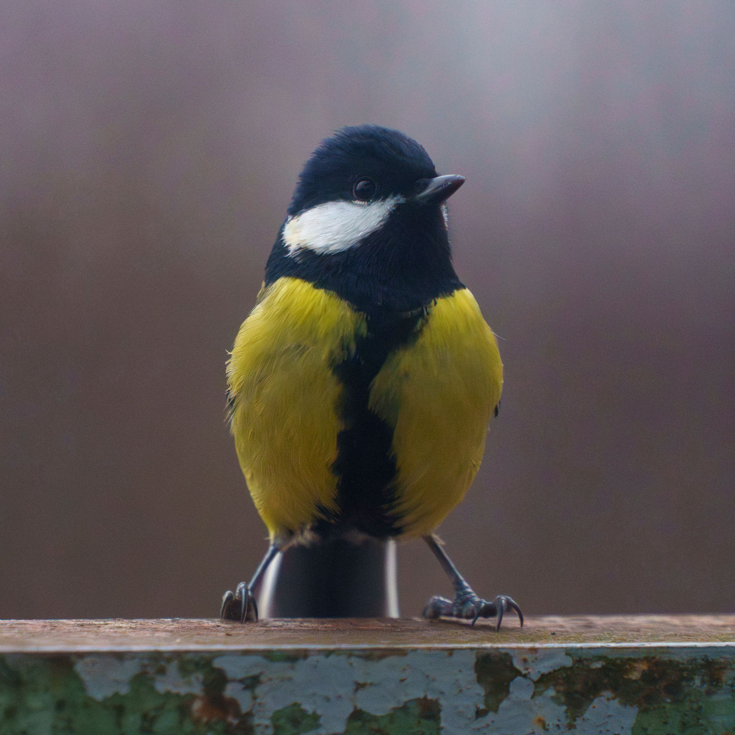 Animals — Животные