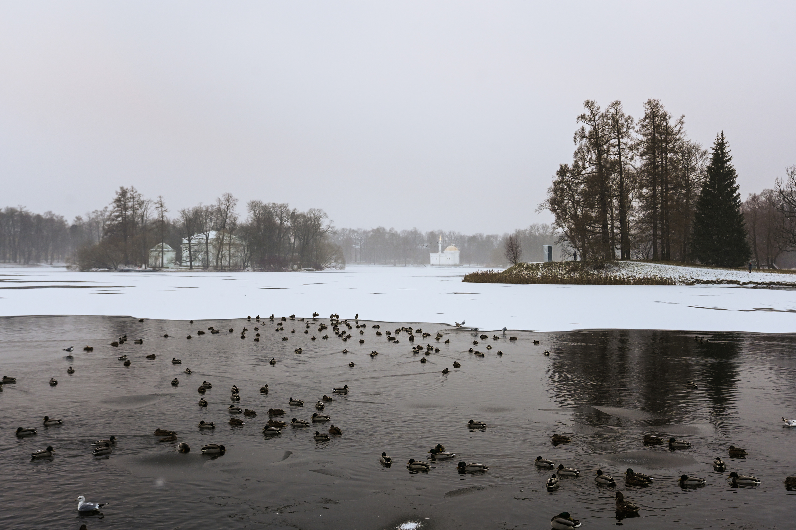 Пруд, пруд с утками