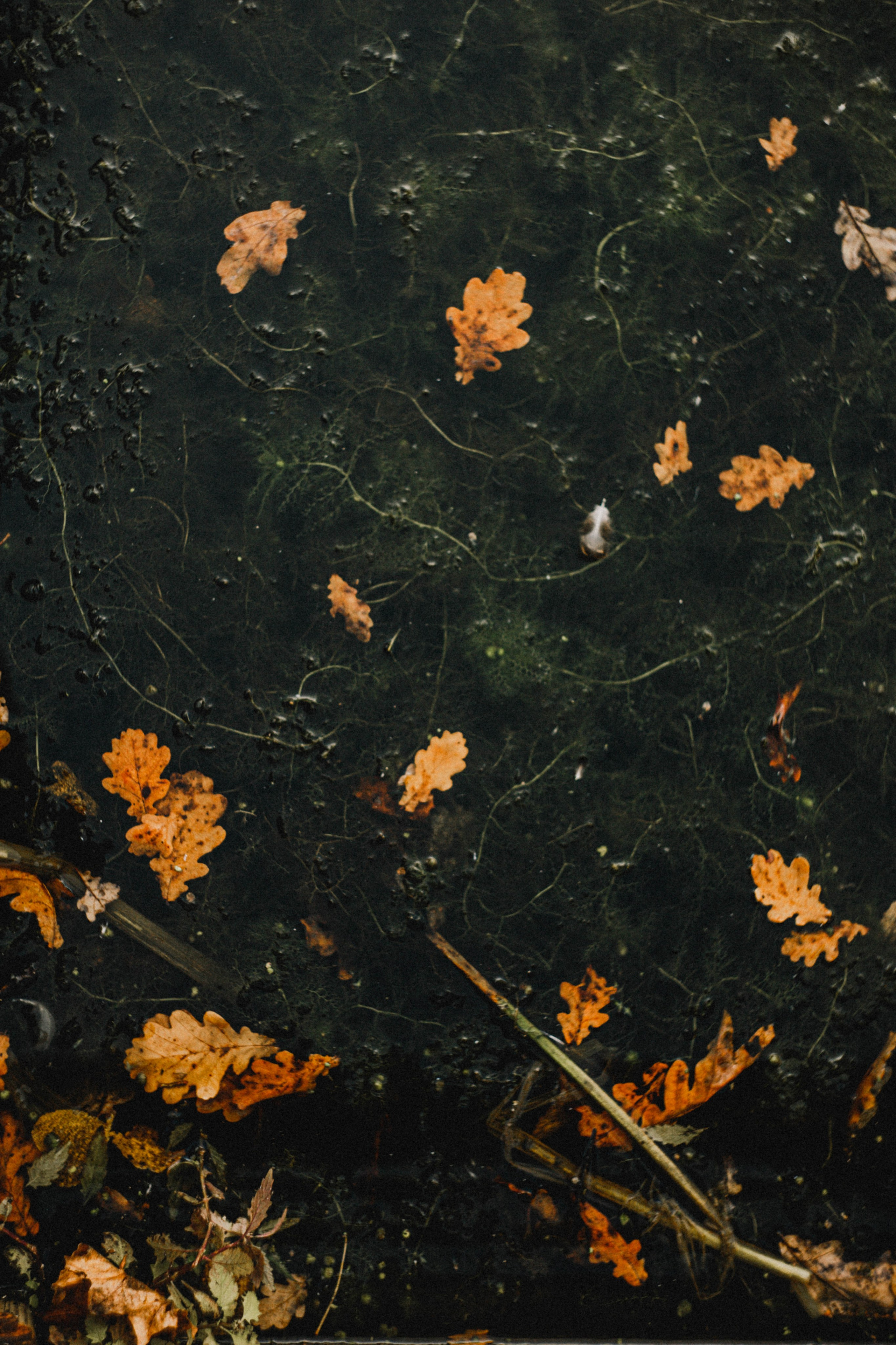 Анна на Щелчке. Осень. Фотограф в Нижнем Новгороде