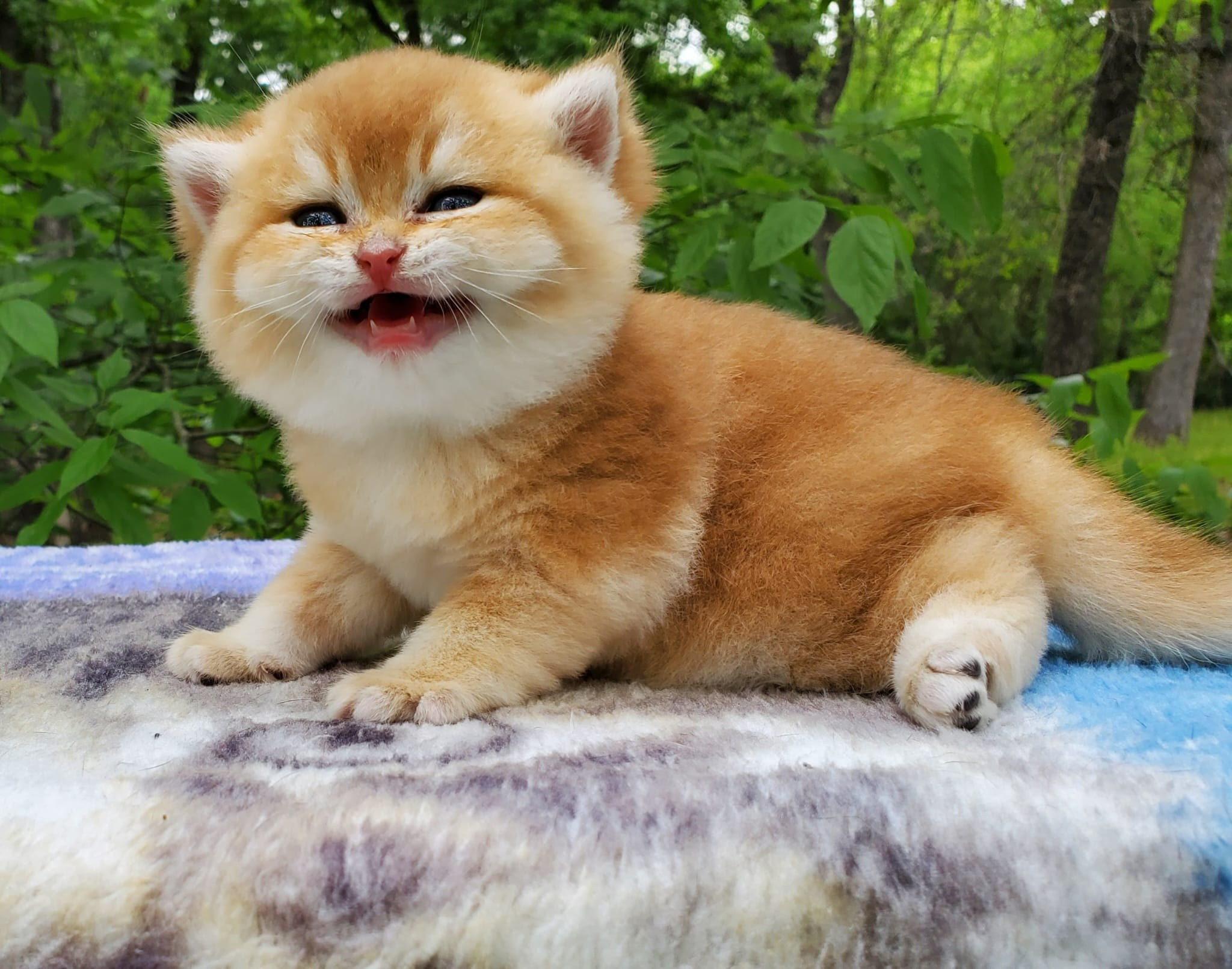 Patisson, male, DB-03.31.25, sold. British shorhair Cats