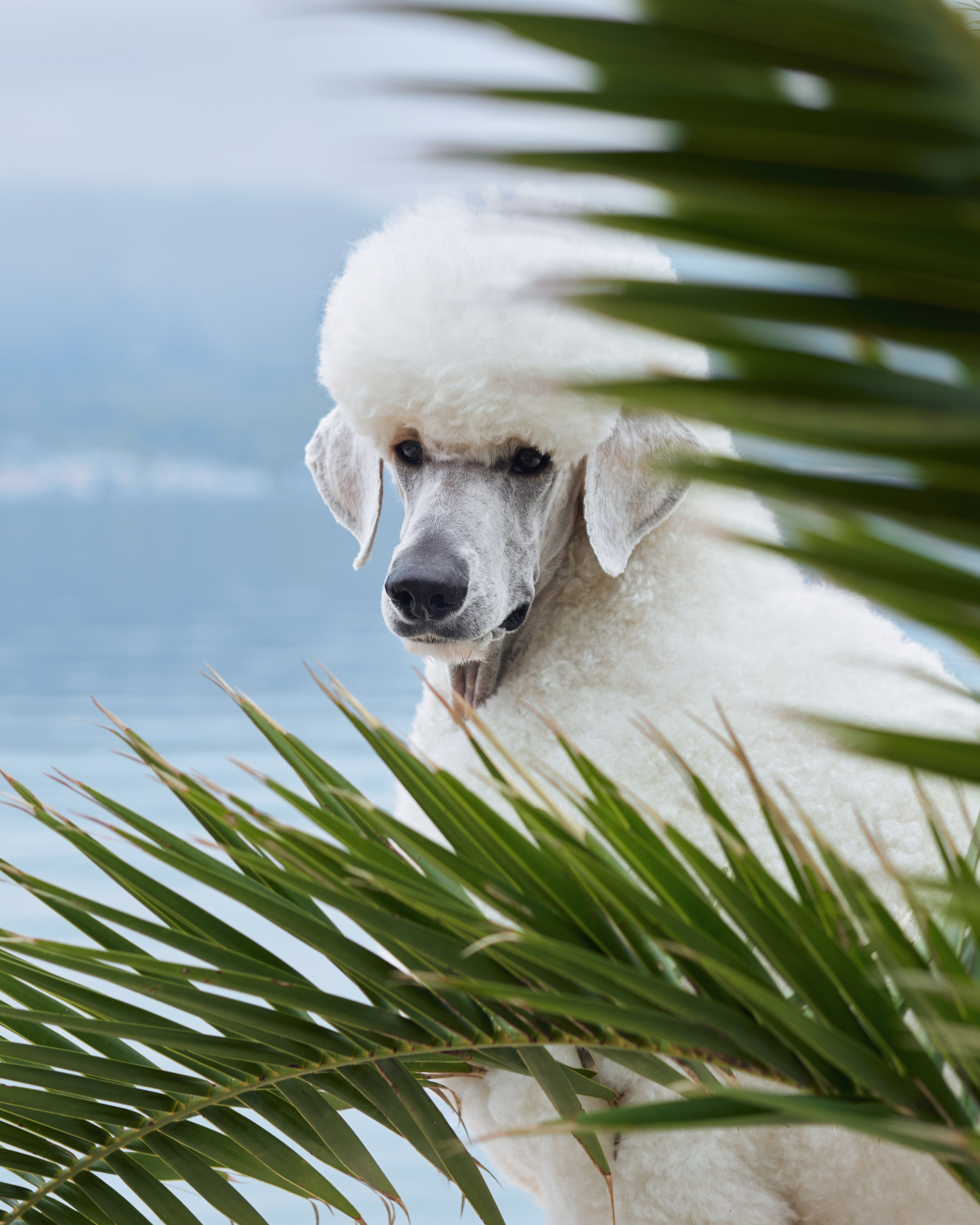 Photo of dogs in nature. landscape with dog. Dog photographer Averianova Anna — Art photography of dogs