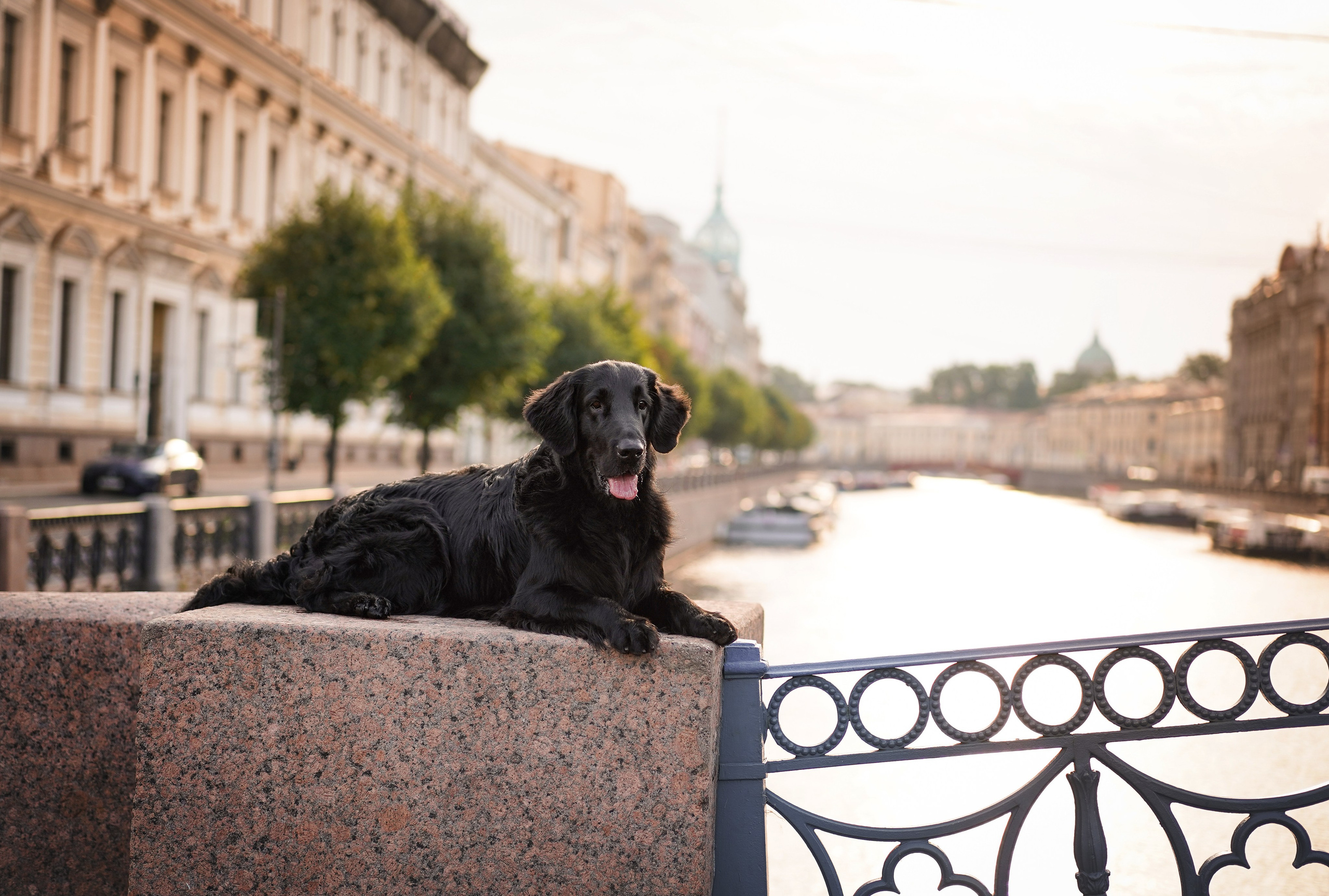 Анна и Мустик. Фотограф-анималист в Санкт-Петербурге Яна Мартынова