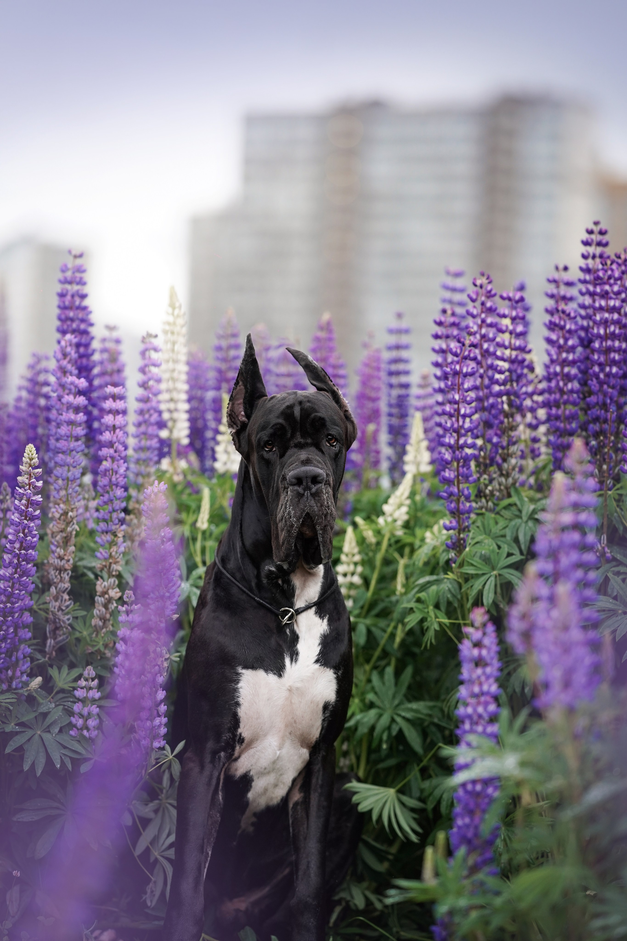 Вика и Трофей люпины. Фотограф-анималист в Санкт-Петербурге Яна Мартынова