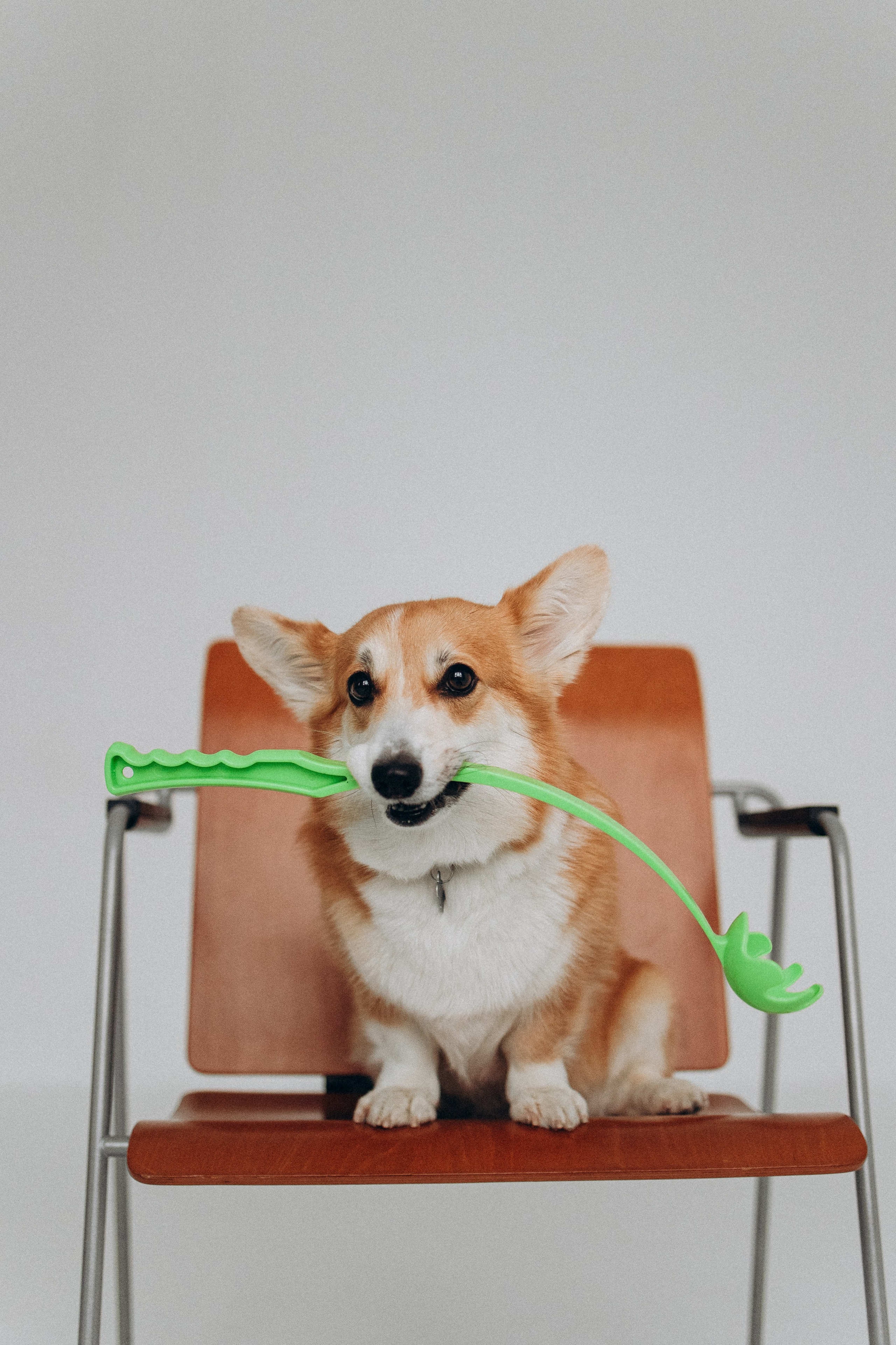 Катапульты. Фотораф — анималист Мария Шистка