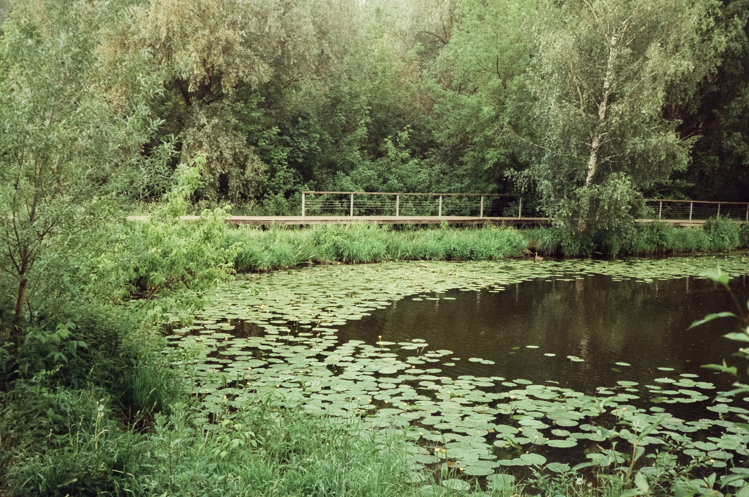 Agfa Optima Sensor 1035 / SFL 250D / тестовая пленка Строгино у речки