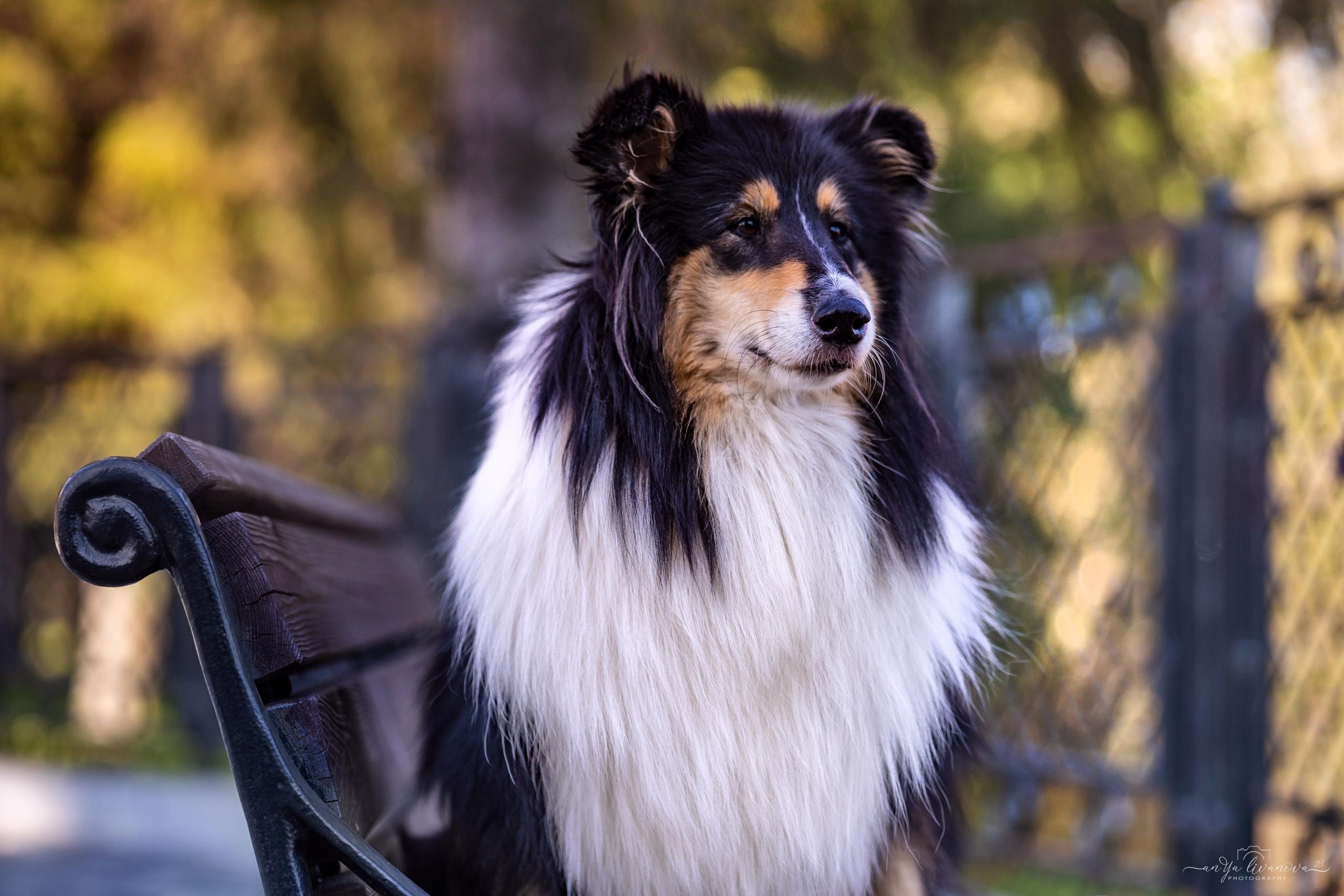 Оля и Вива. Фотограф анималист Аня Ливанова | Рыбинск
