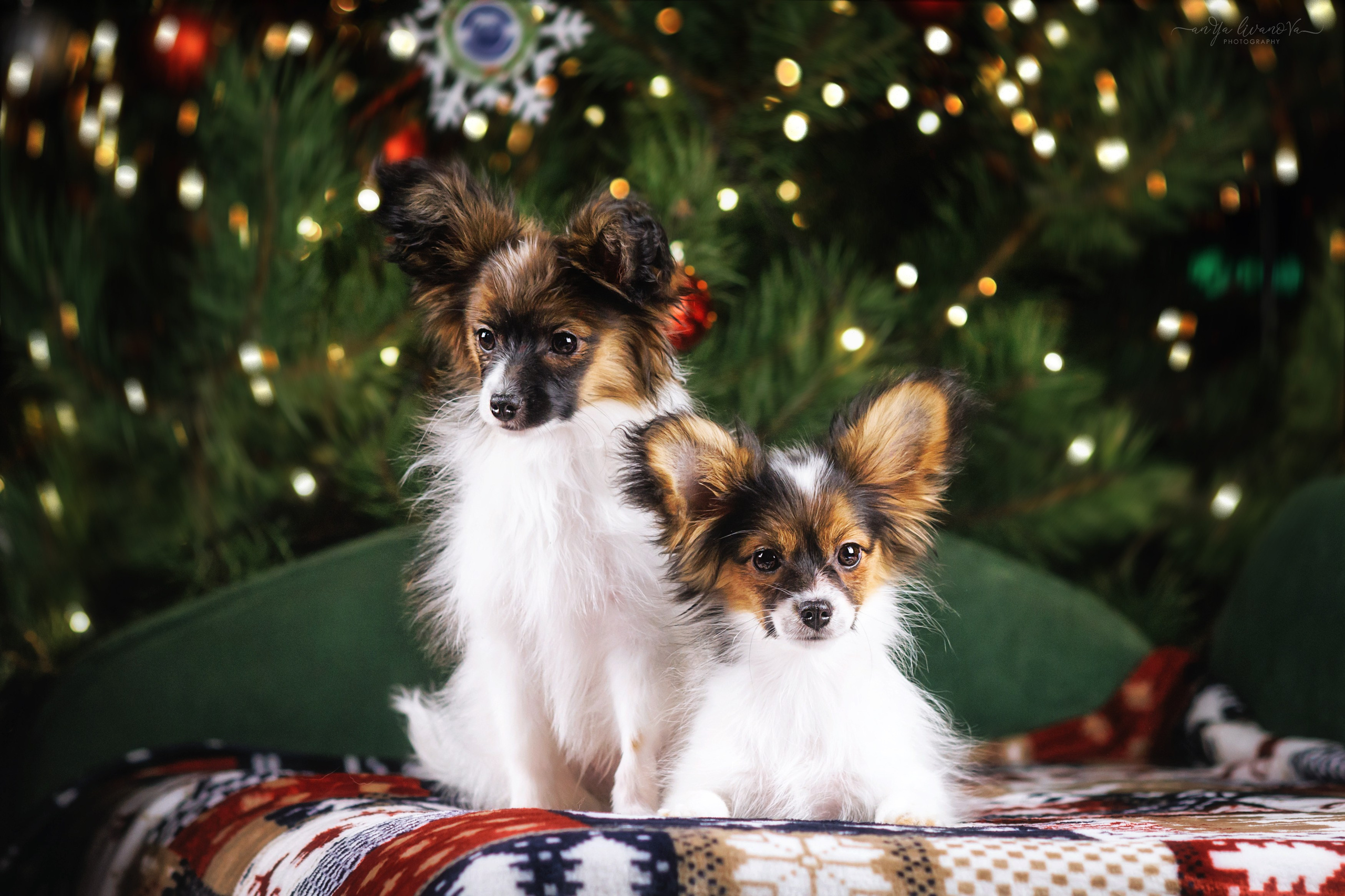 Новогодняя атмосфера в «Simply the Best». Фотограф анималист Аня Ливанова | Рыбинск