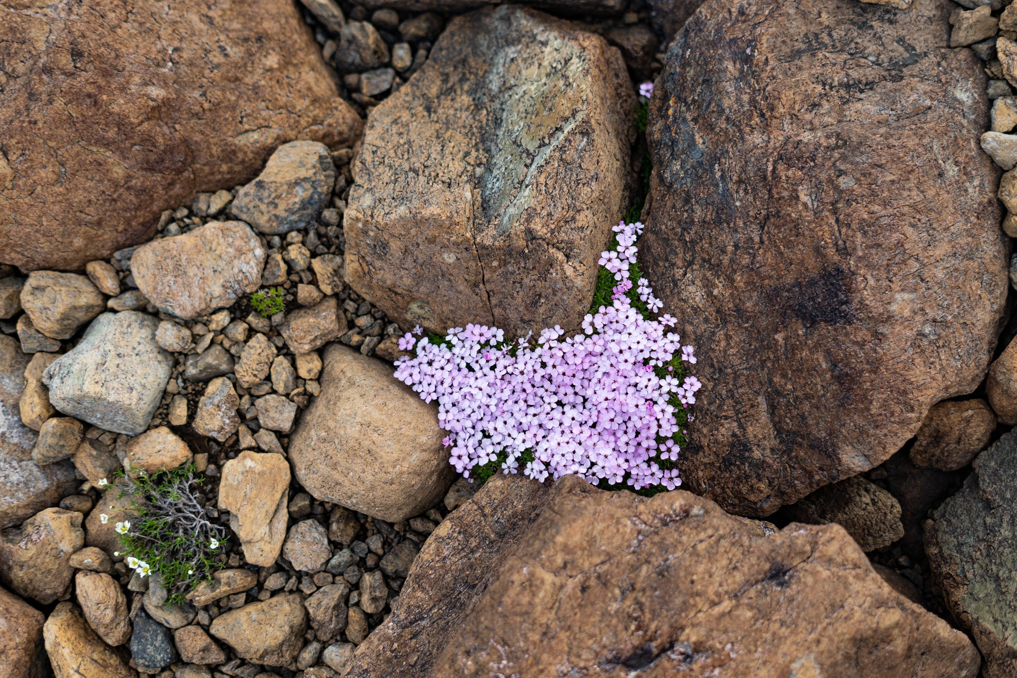 Ледник Романтиков. Фотограф Екатерина Зорина
