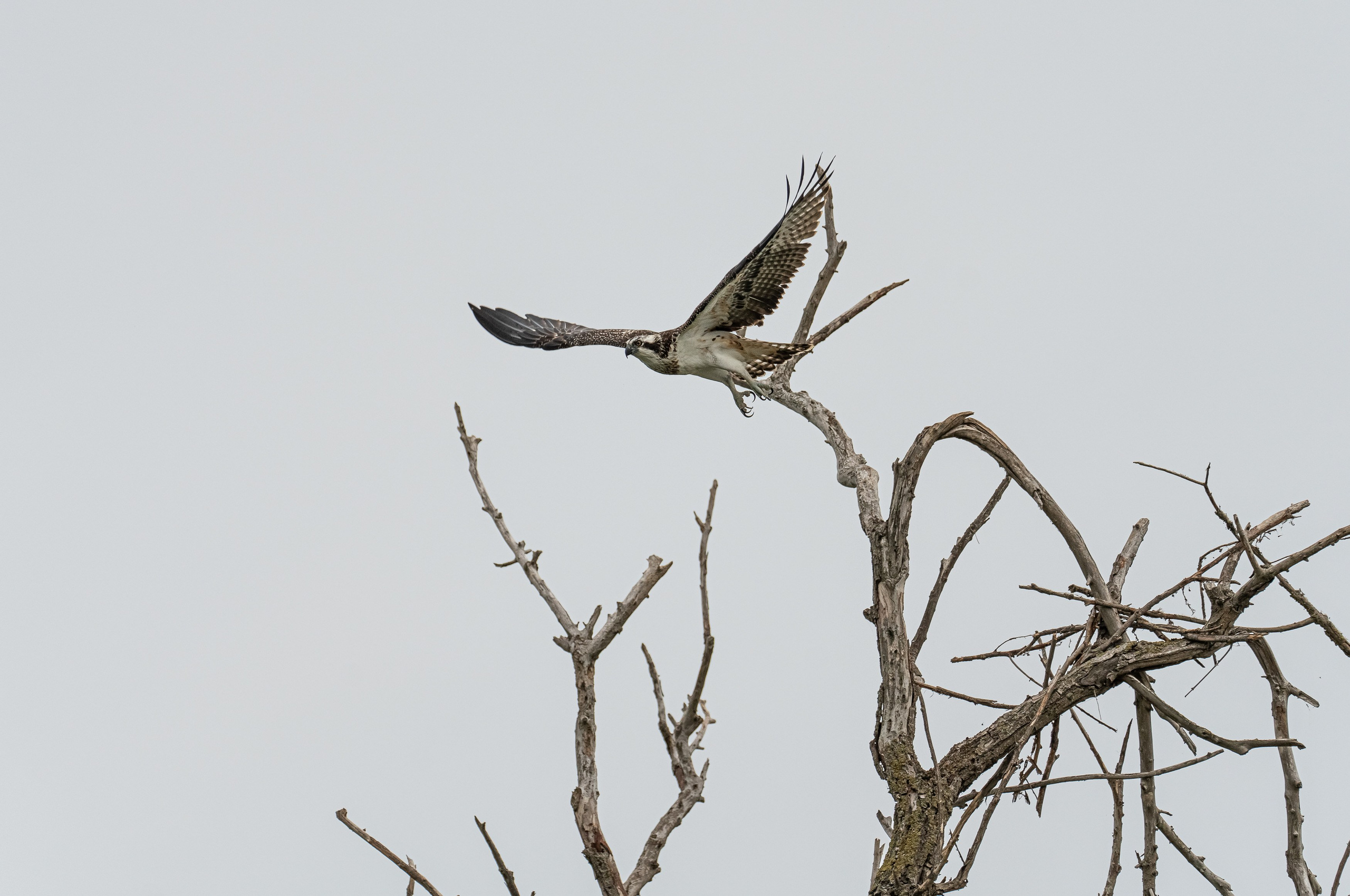 Золотые лотосы. Июль