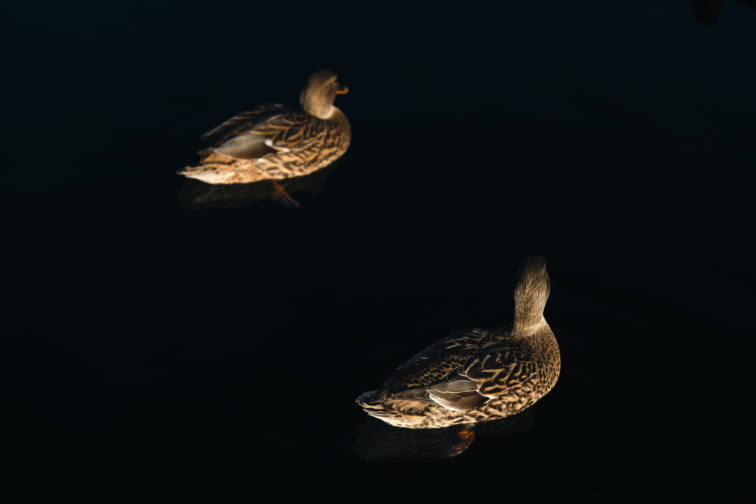 Рускеала. Портретный и уличный фотограф в Москве Таня Корнеева